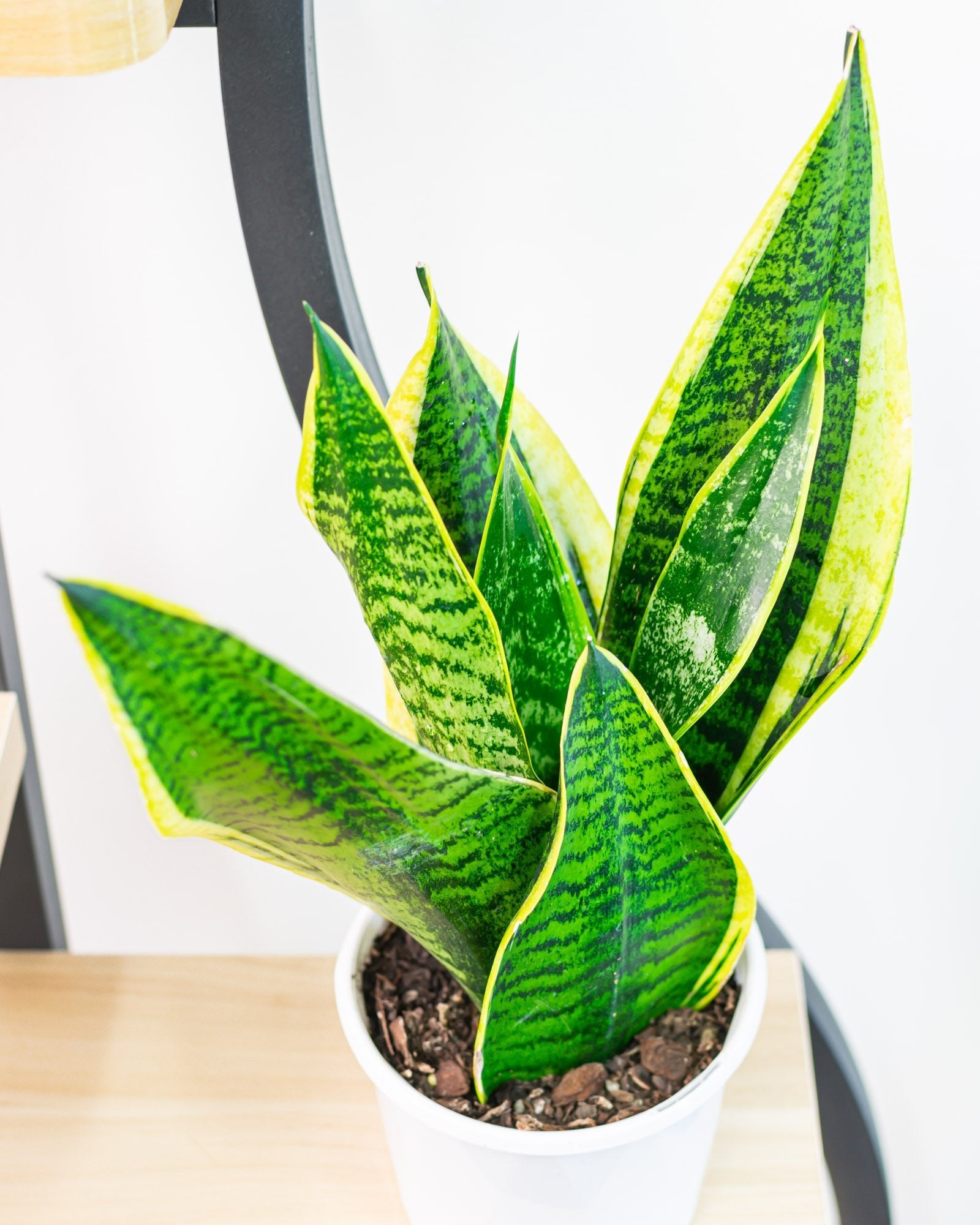 Sansevieria Superba – The Plant Boys