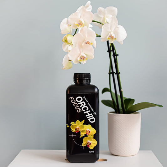 Orchid Focus | The Plant Boys