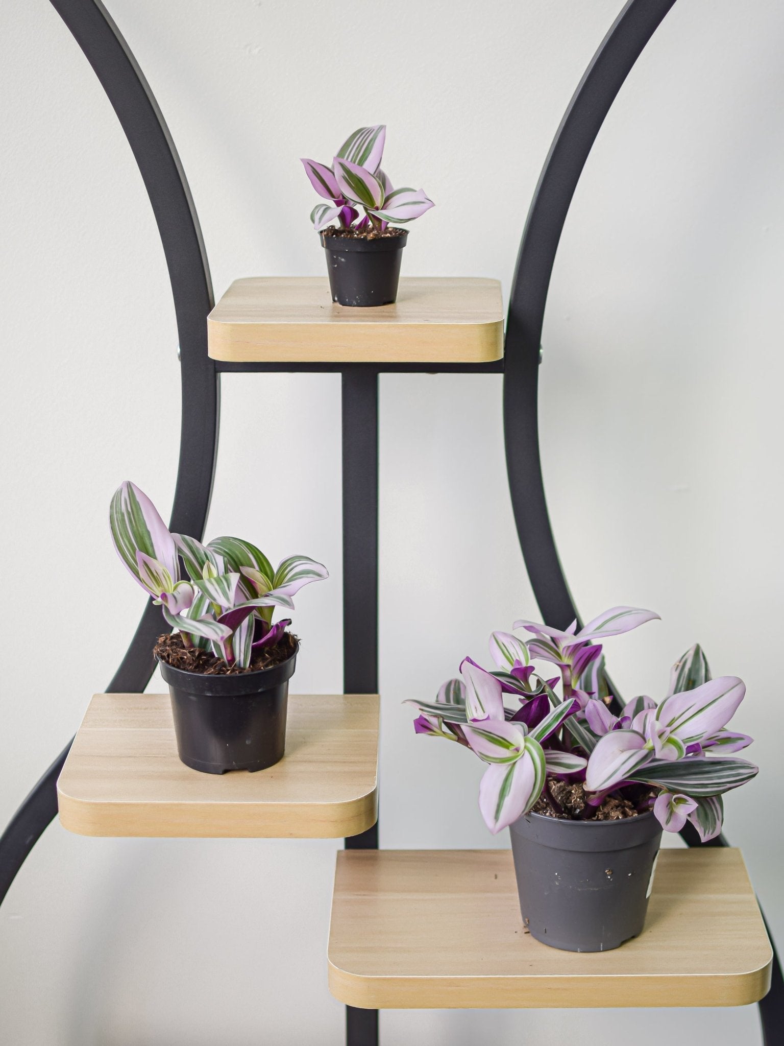 Tradescantia Nanouk | The Plant Boys