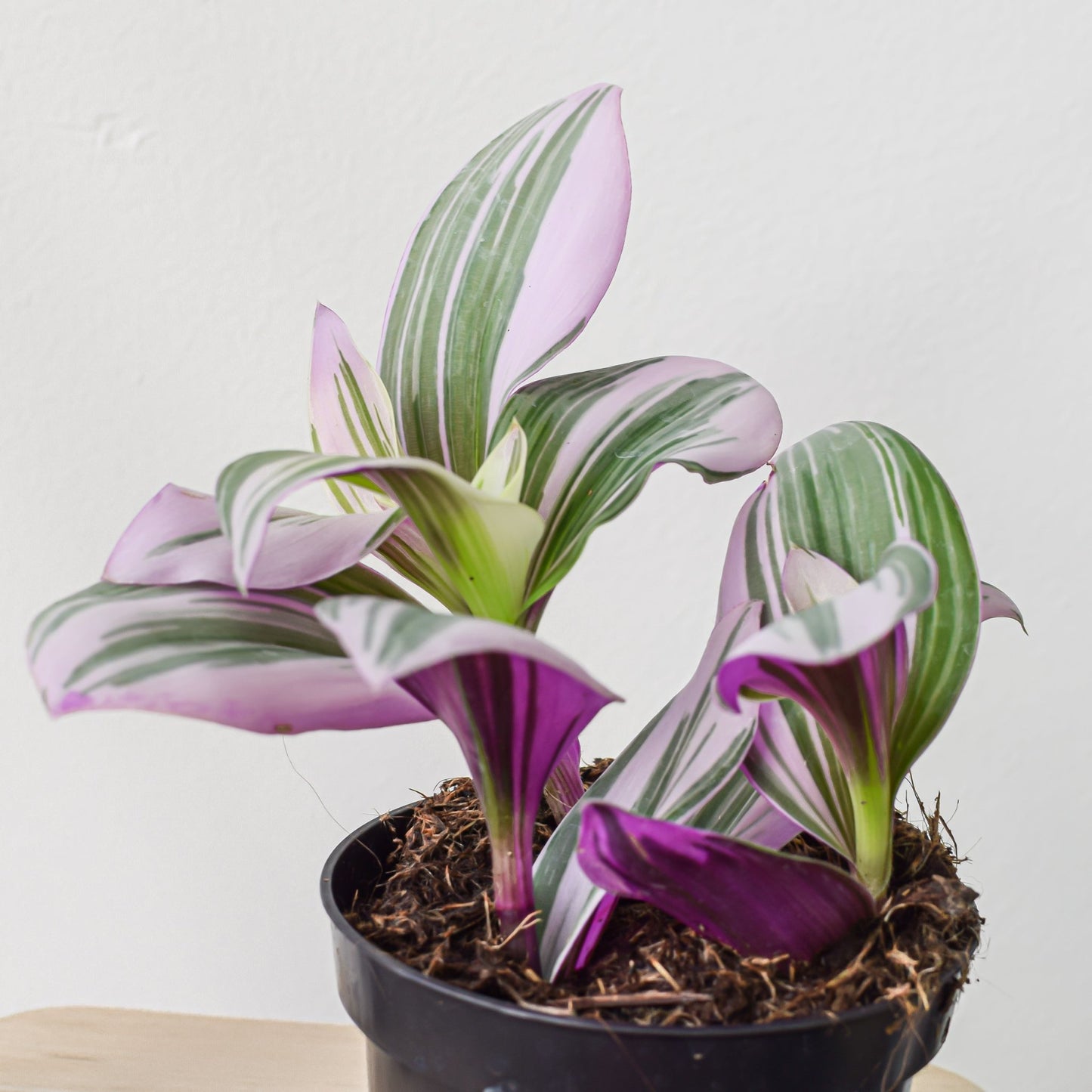 Tradescantia Nanouk | The Plant Boys