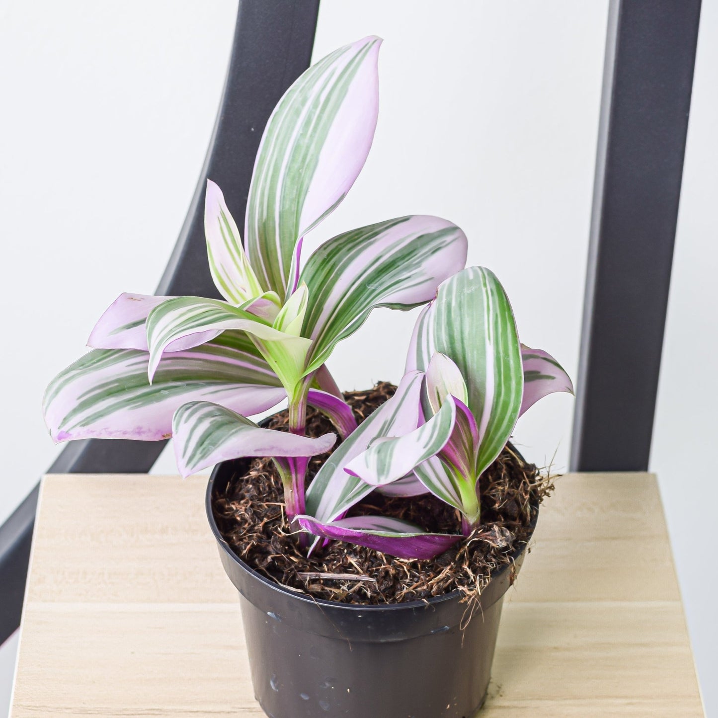 Tradescantia Nanouk | The Plant Boys