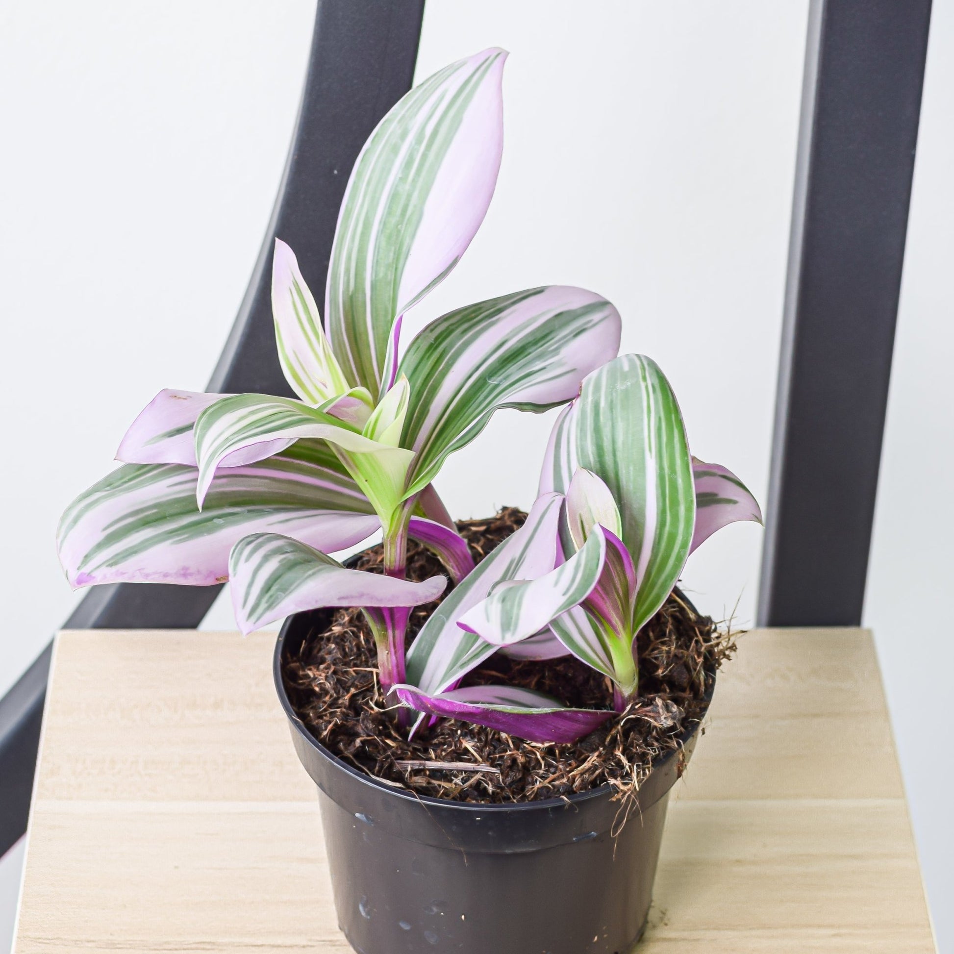 Tradescantia Nanouk | The Plant Boys