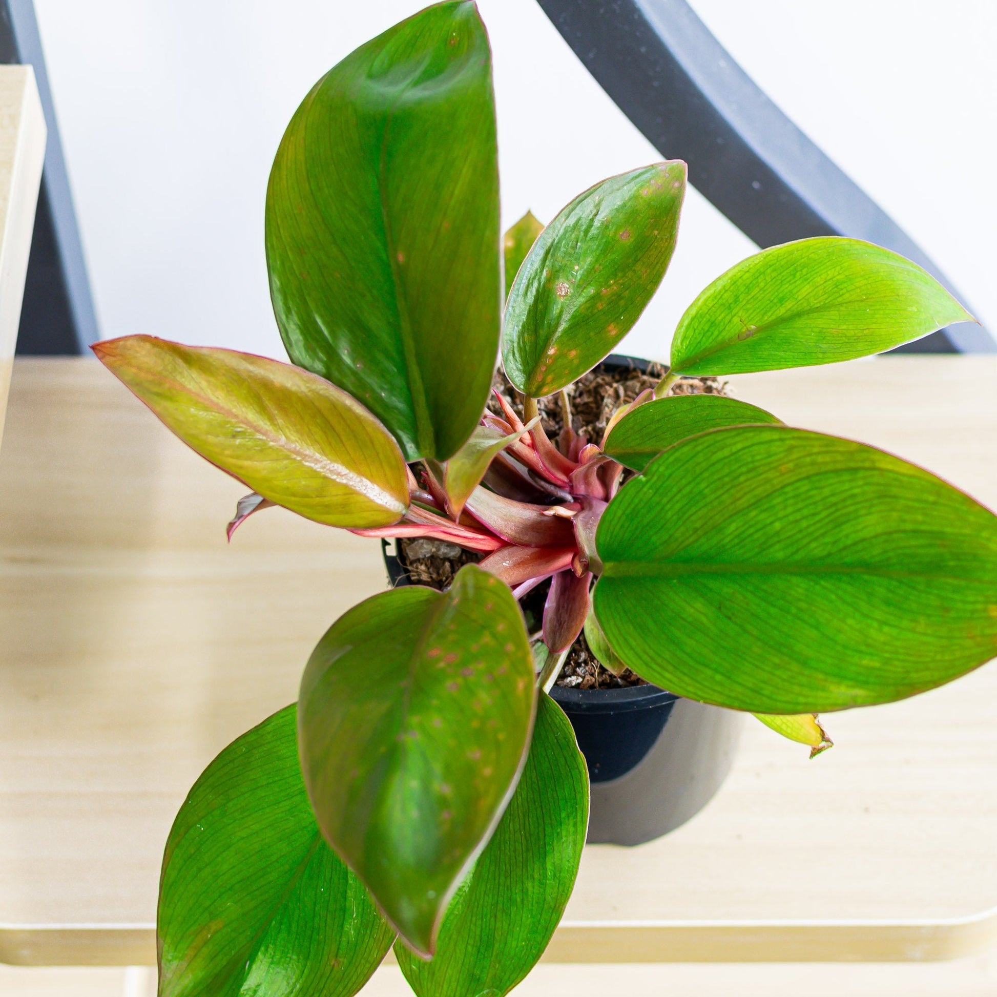 philodendron rojo congo size Philodendron Rojo Congo Dwarf – The Plant Boys