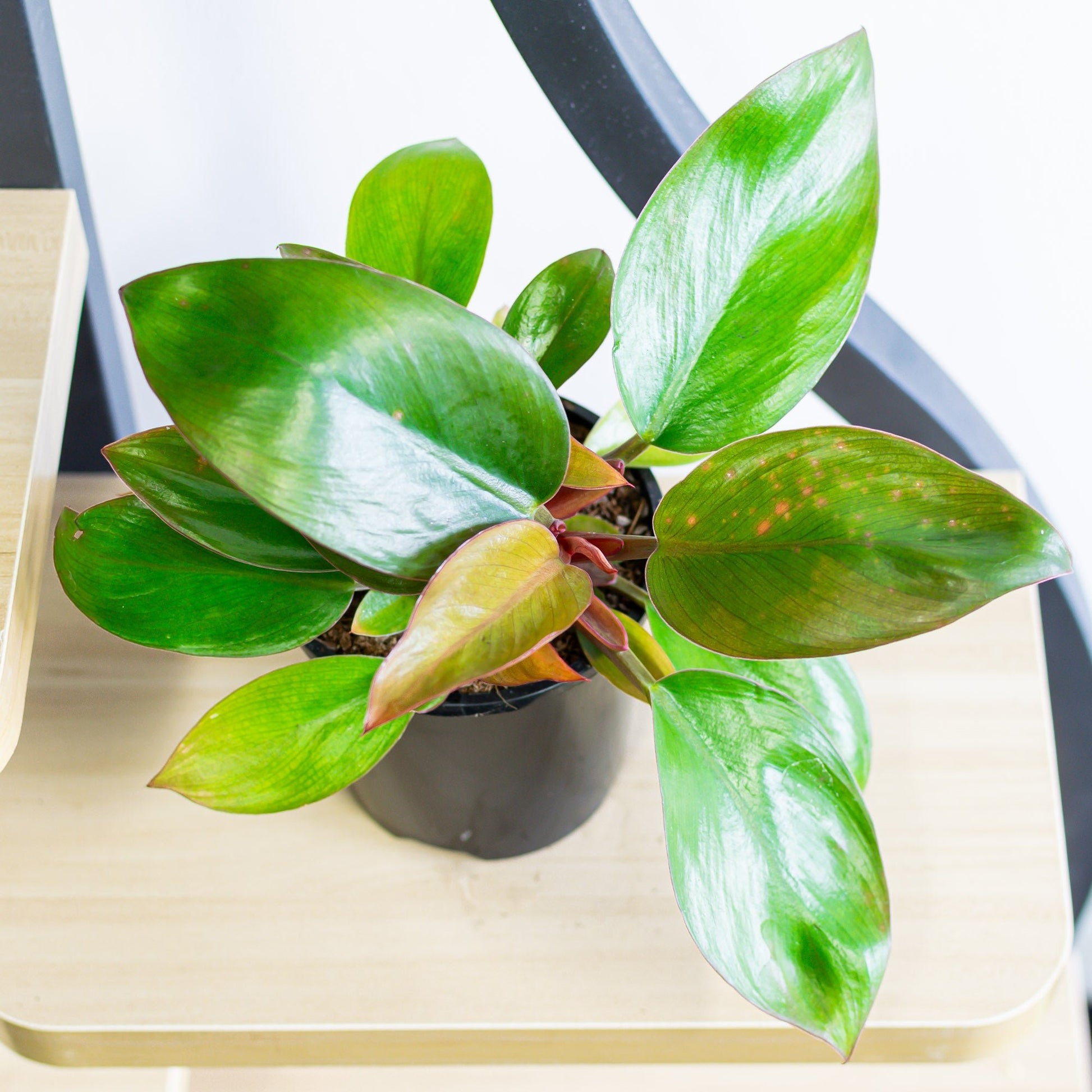 philodendron rojo congo species Philodendron Rojo Congo Dwarf – The Plant Boys