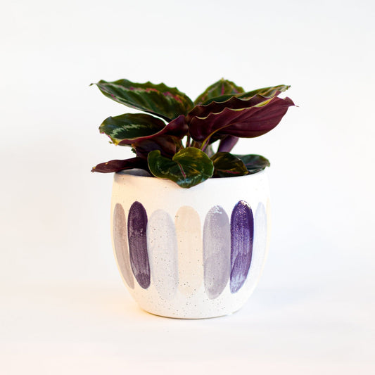 Inessa Pot | The Plant Boys
