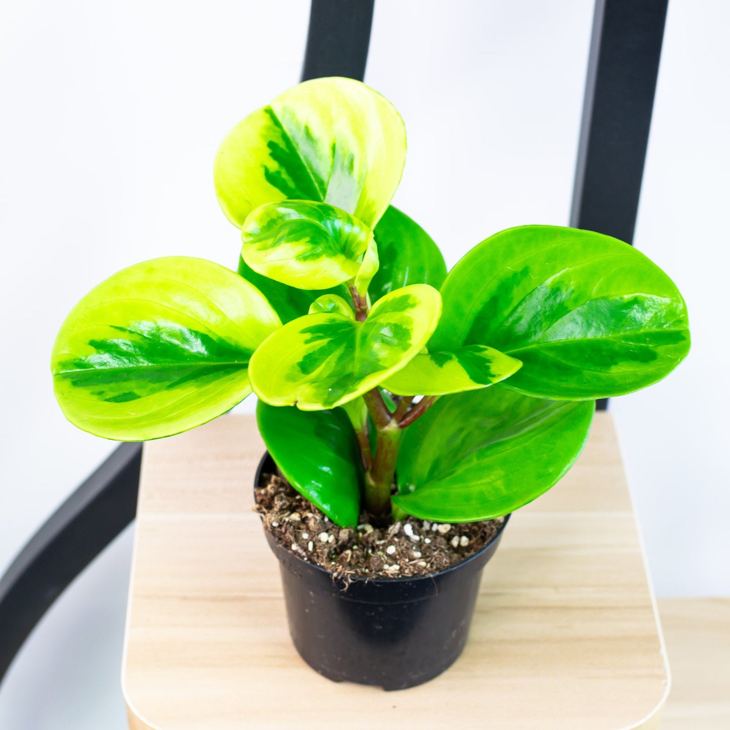 Peperomia Obtusifolia Lemon Lime | The Plant Boys