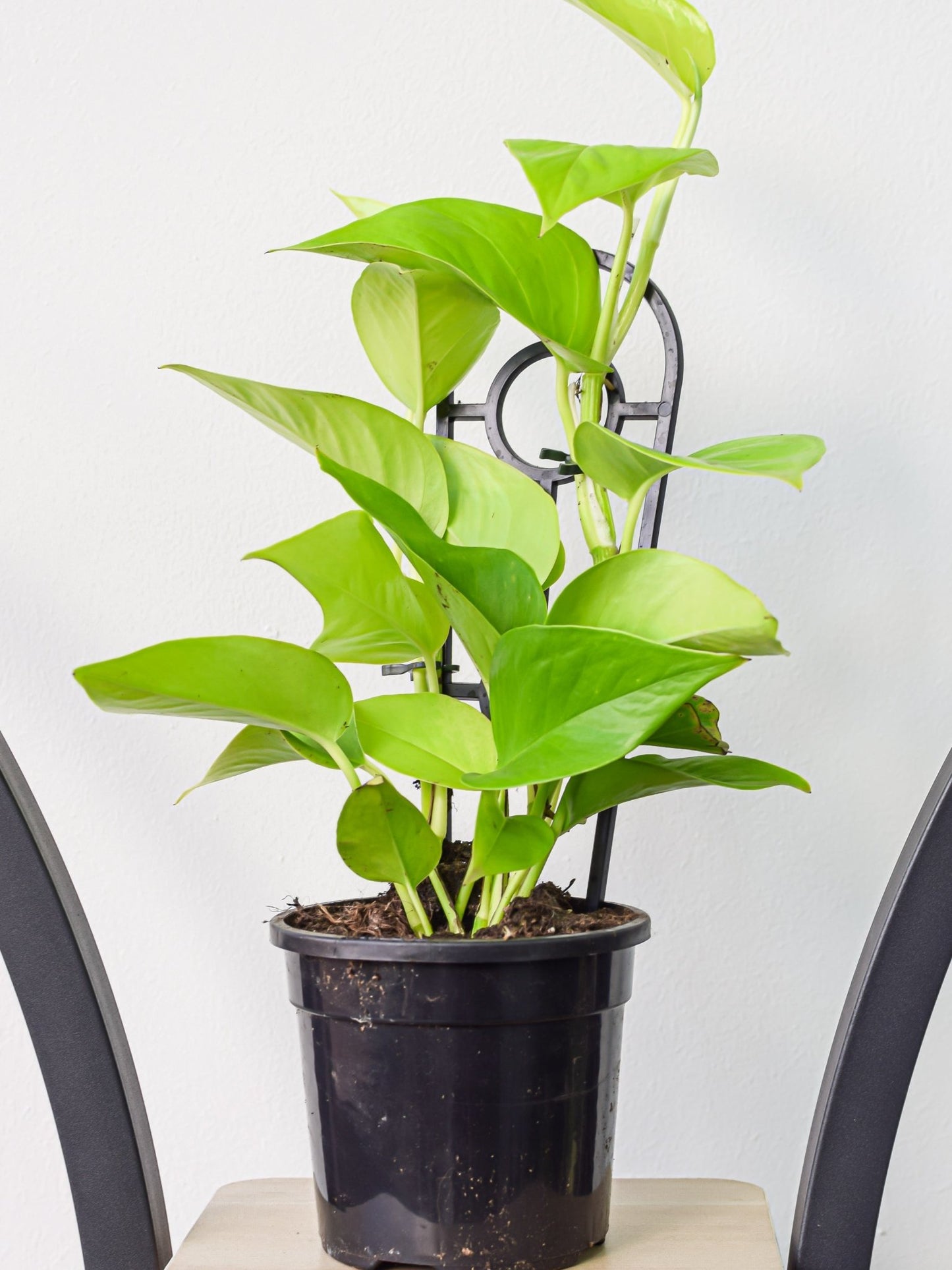 Pothos Goldilocks | The Plant Boys