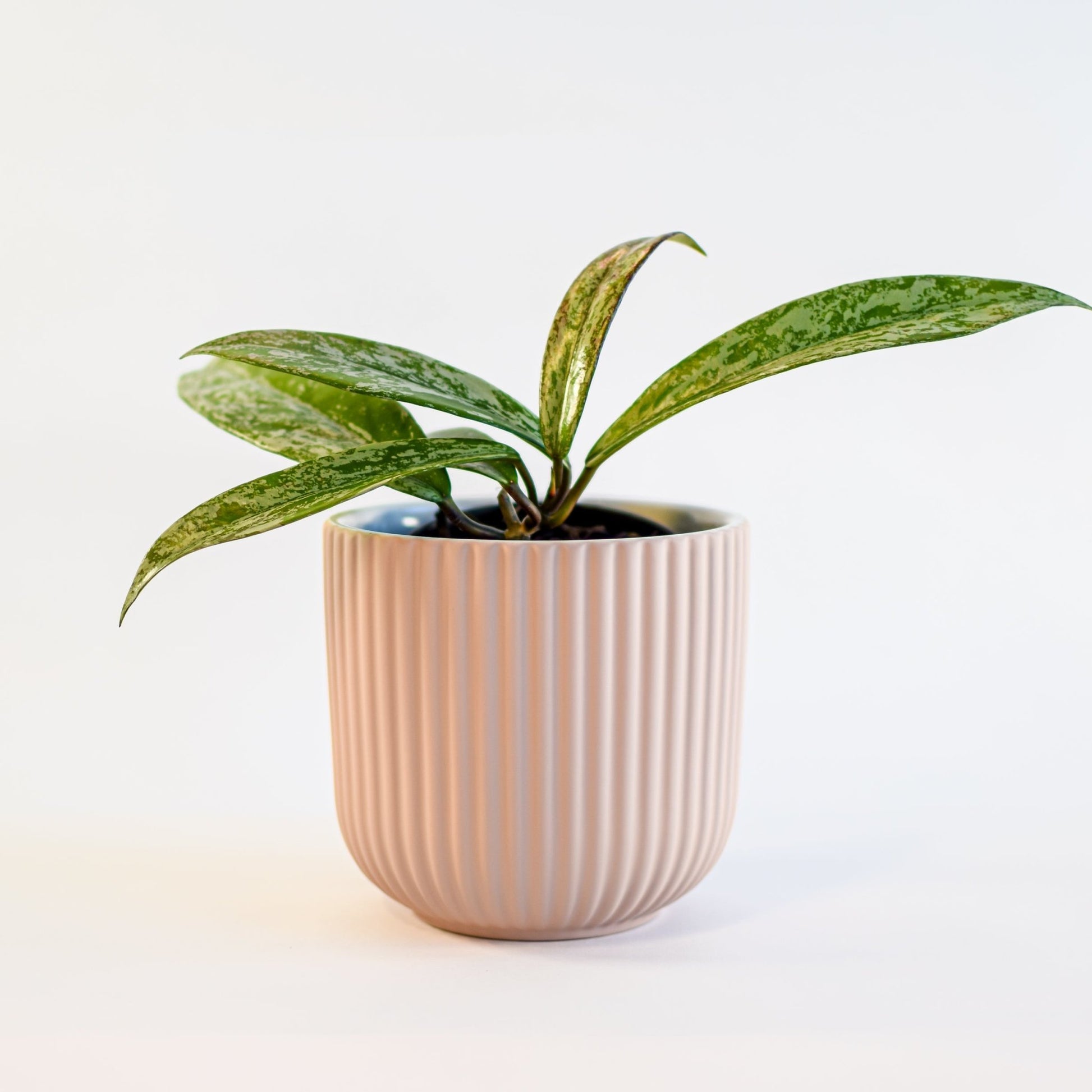 Palina Pot | The Plant Boys