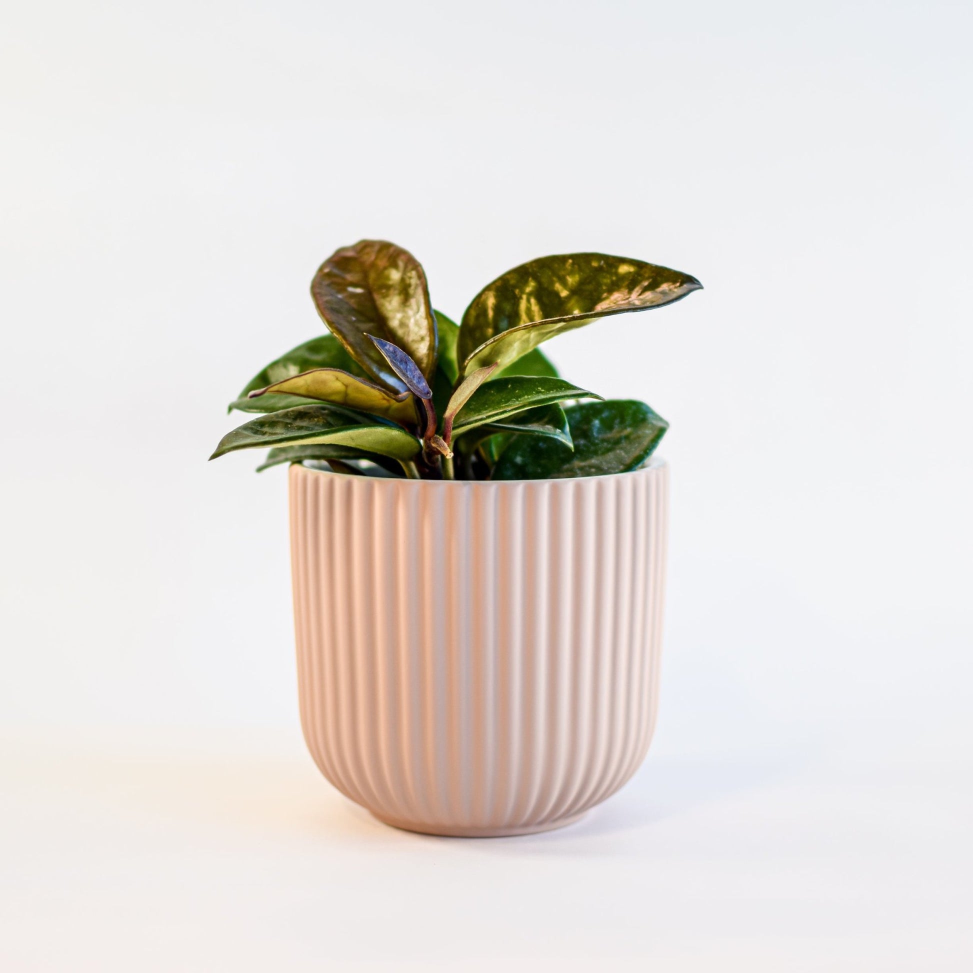 Palina Pot | The Plant Boys