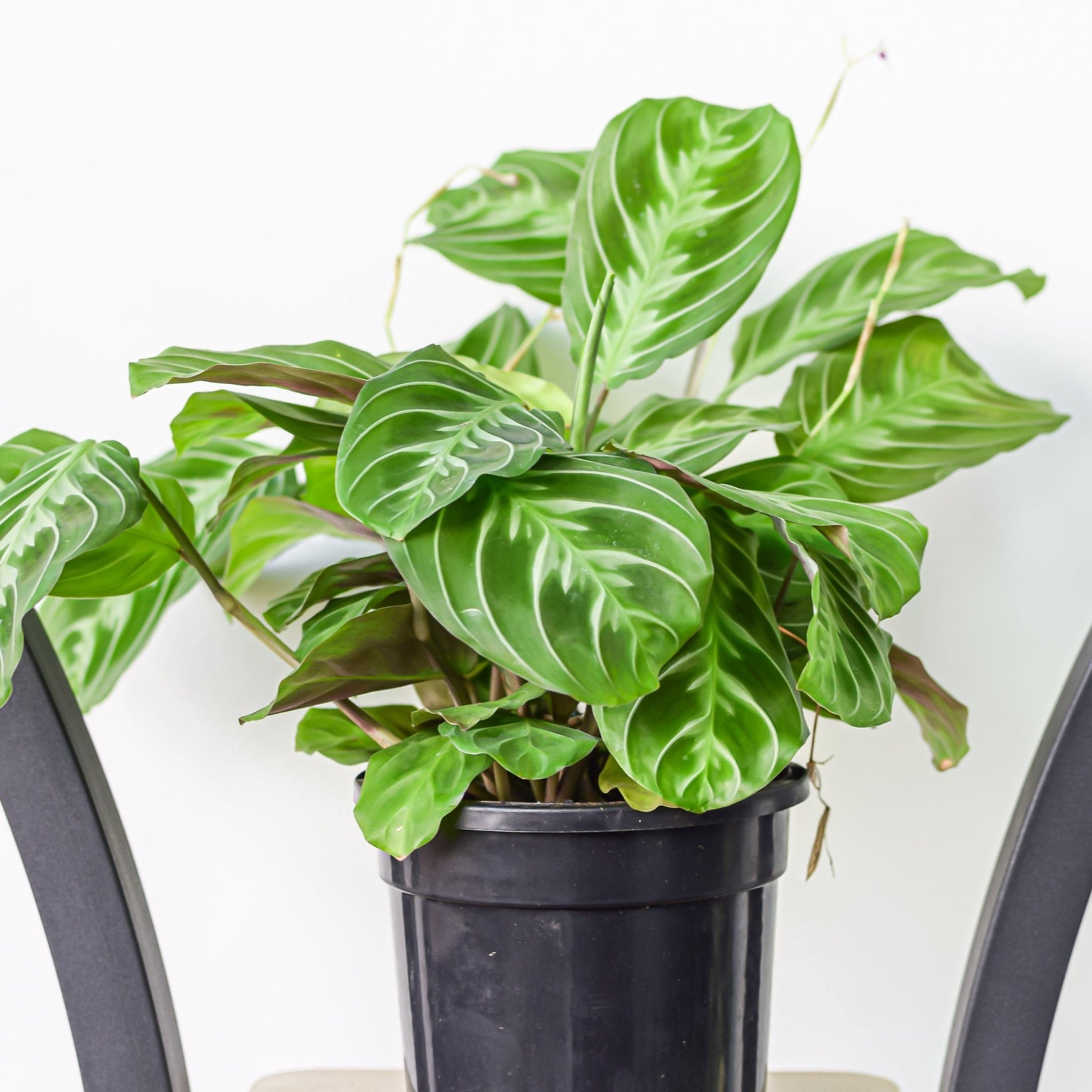 Maranta Black | The Plant Boys