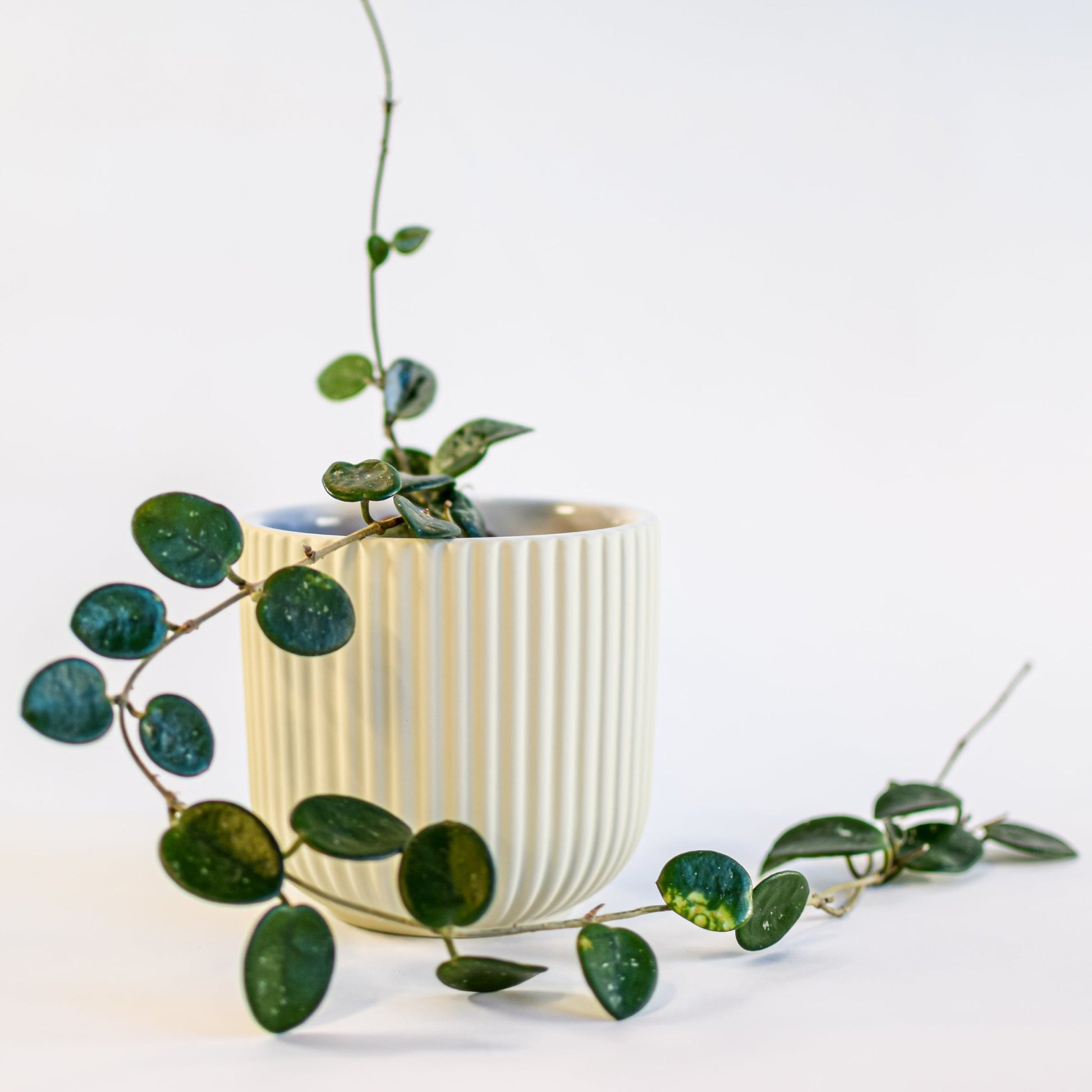 Palina Pot | The Plant Boys