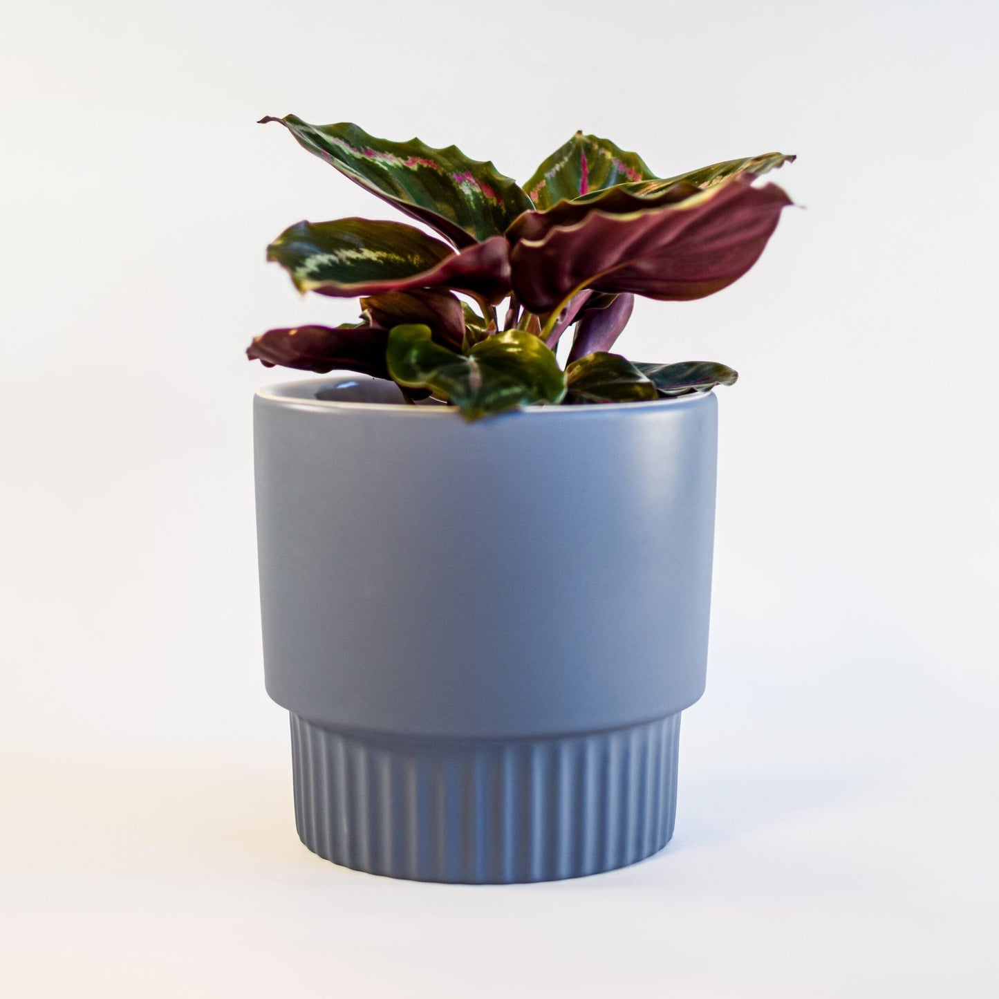 Culotta Pot | The Plant Boys