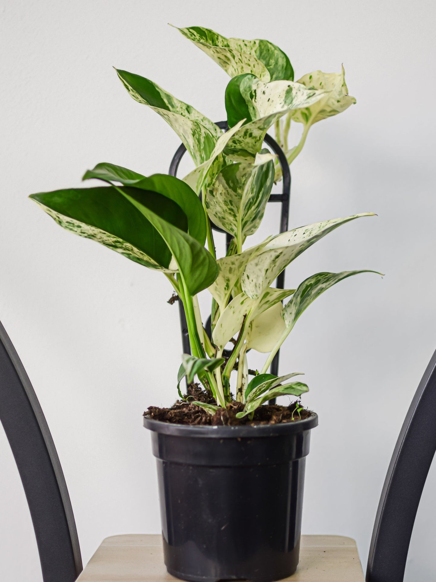 Pothos Marble Queen | The Plant Boys