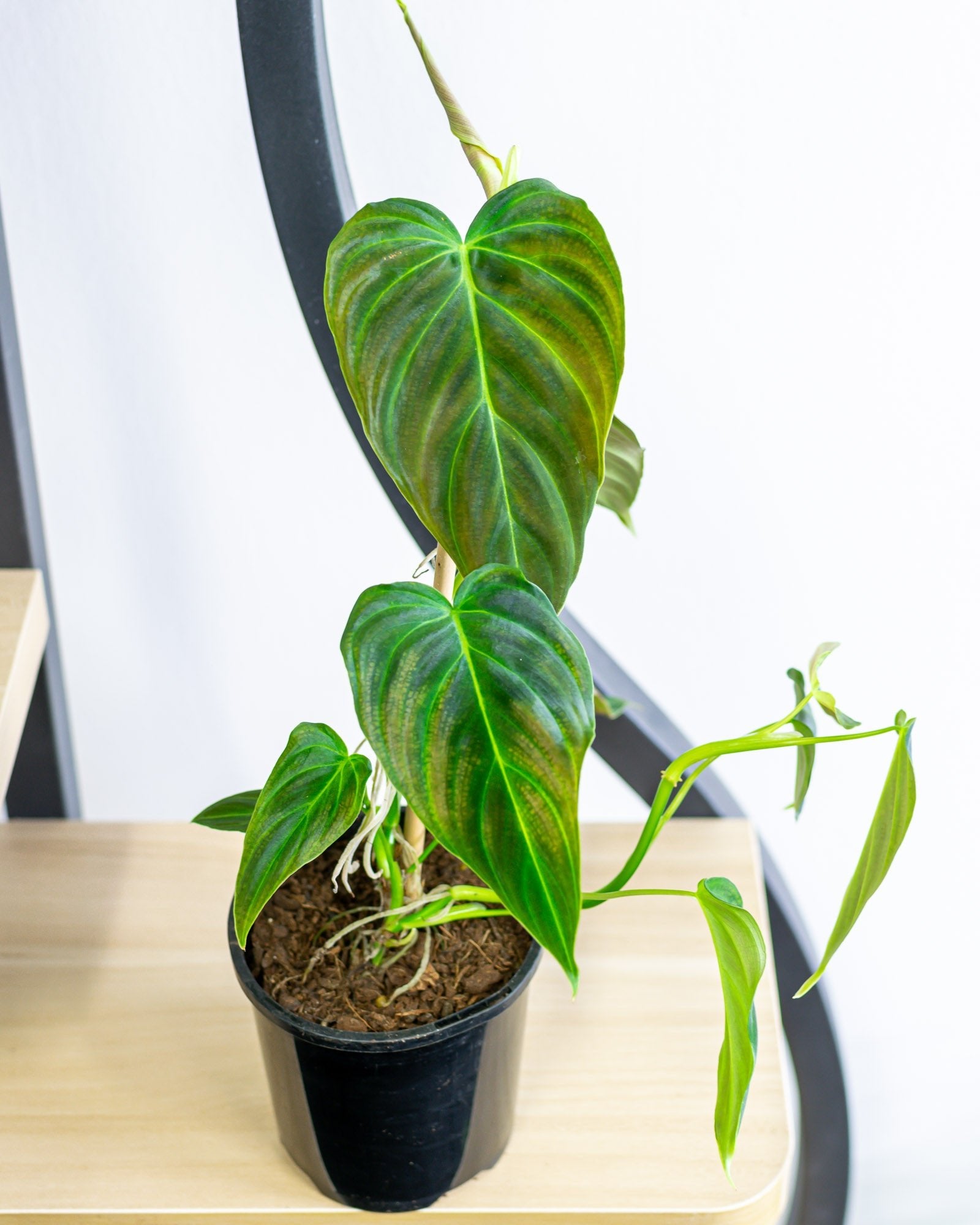 Philodendron Splendid | The Plant Boys