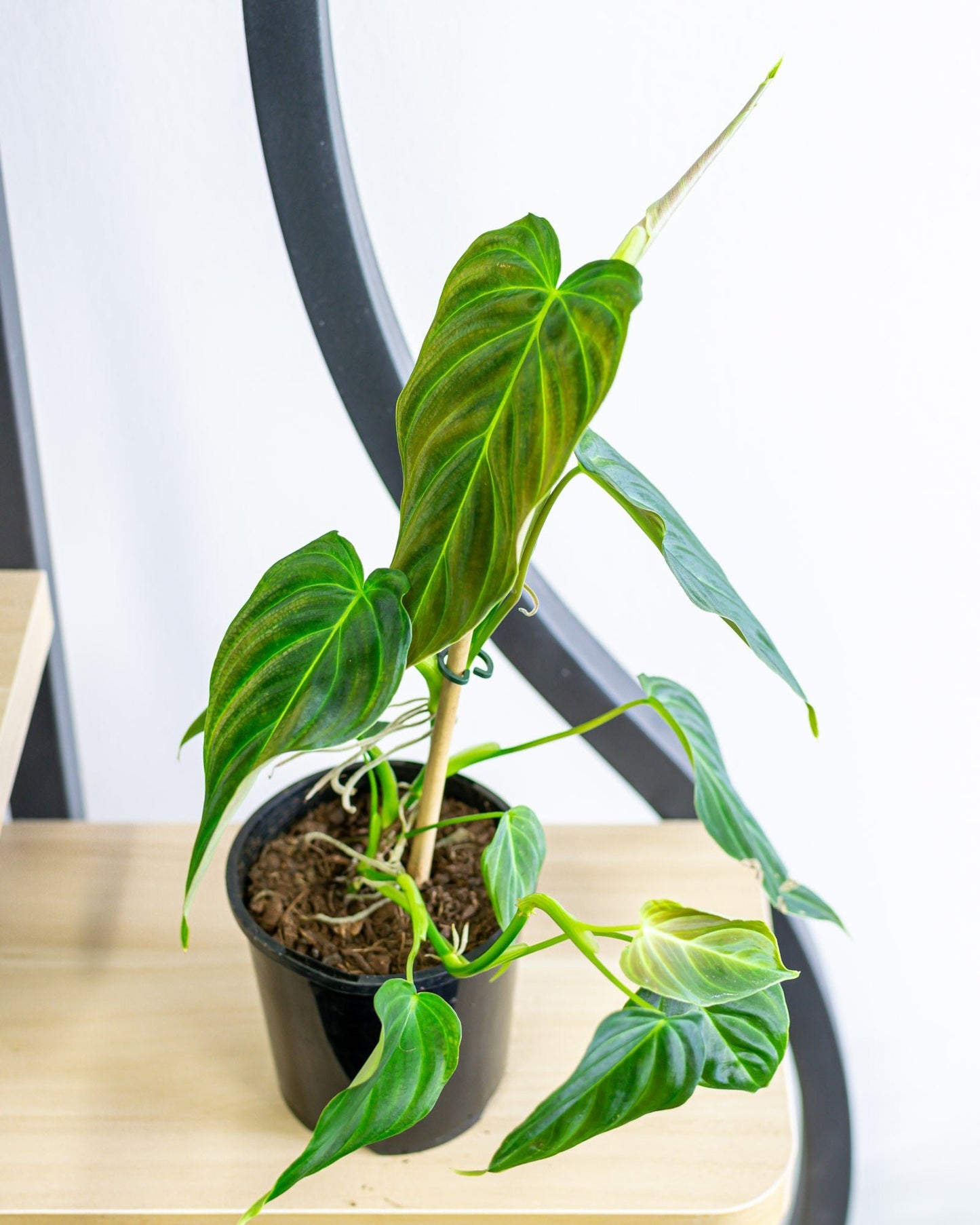 Philodendron Splendid | The Plant Boys