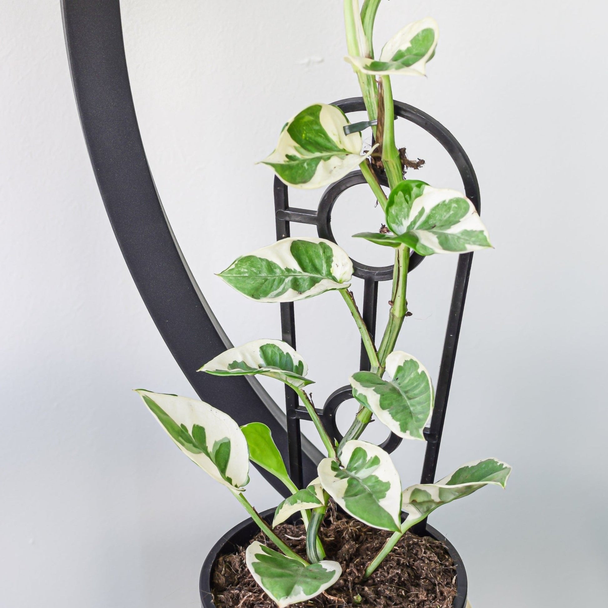 snow queen pothos light Pothos Snow Queen – The Plant Boys