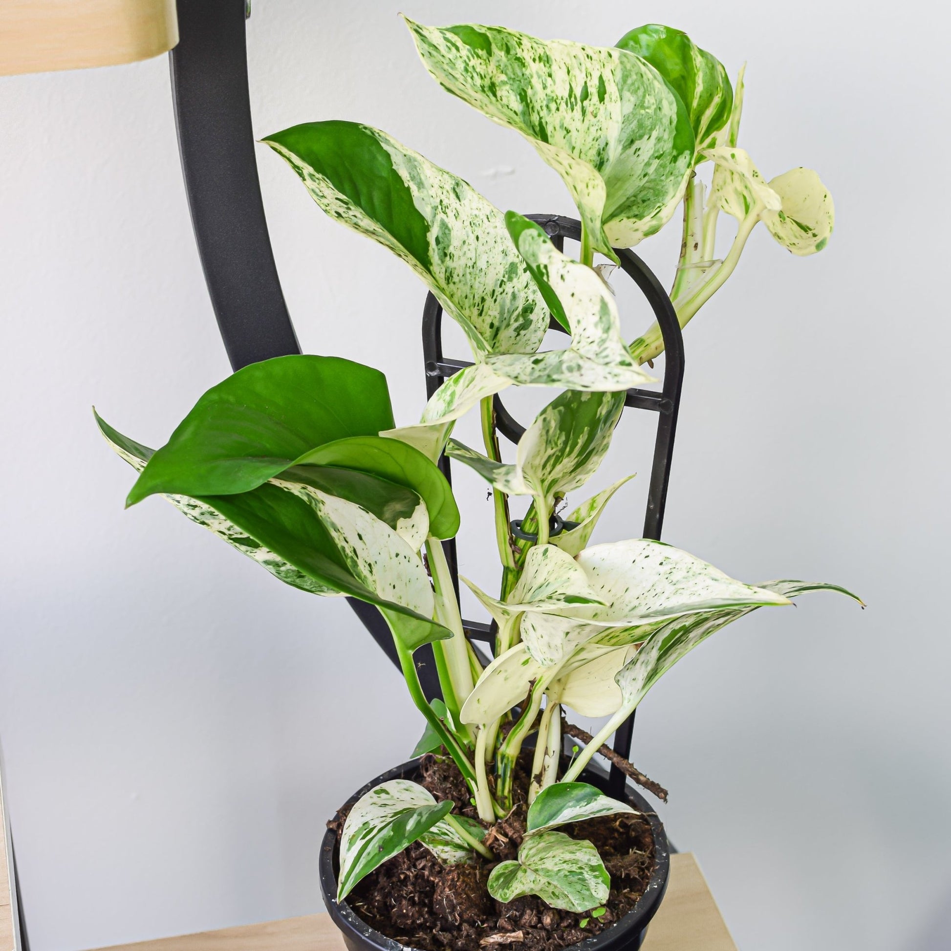 Pothos Marble Queen | The Plant Boys