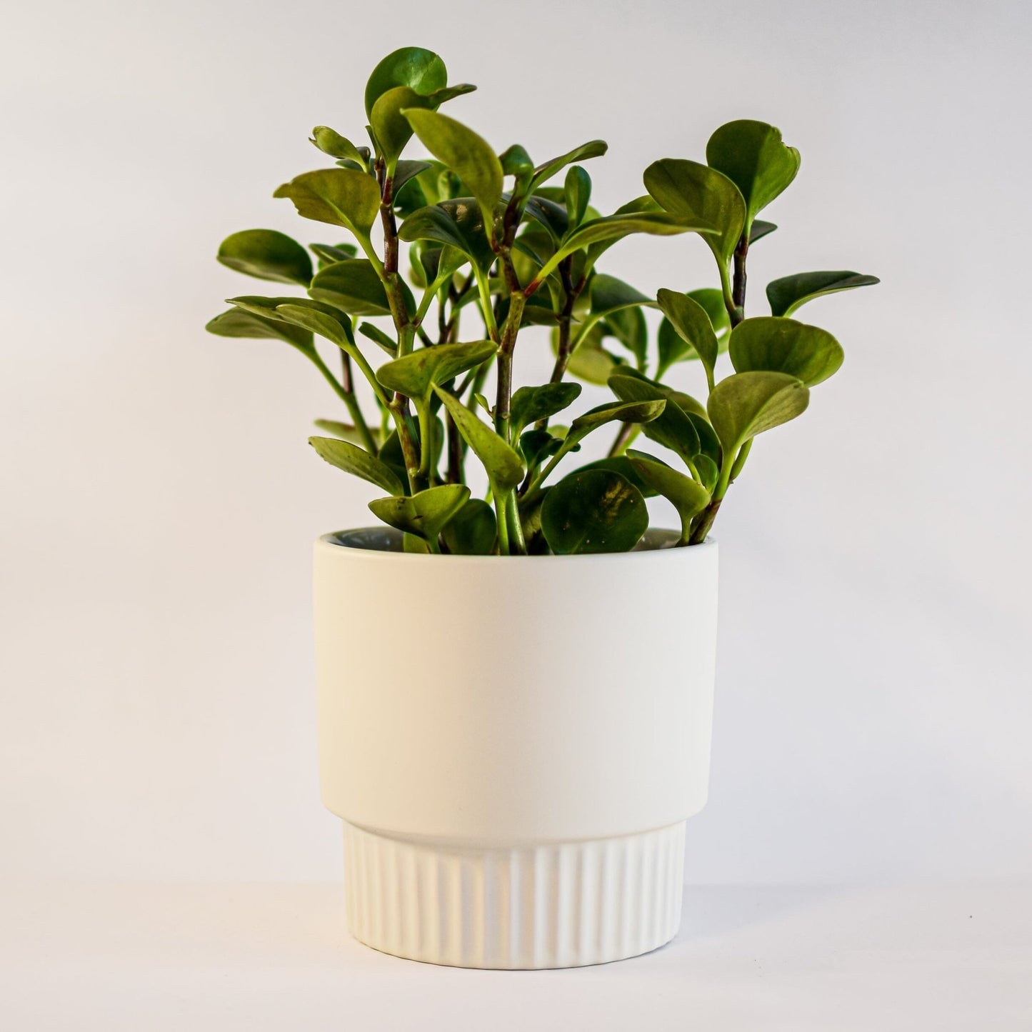 Culotta Pot | The Plant Boys