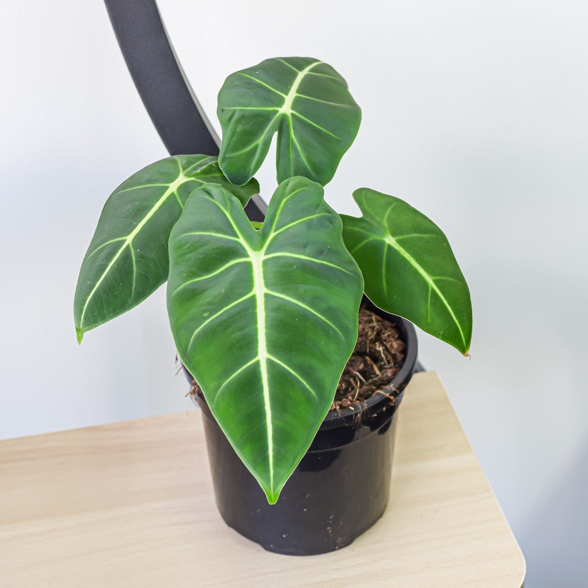 Green on sale velvet alocasia