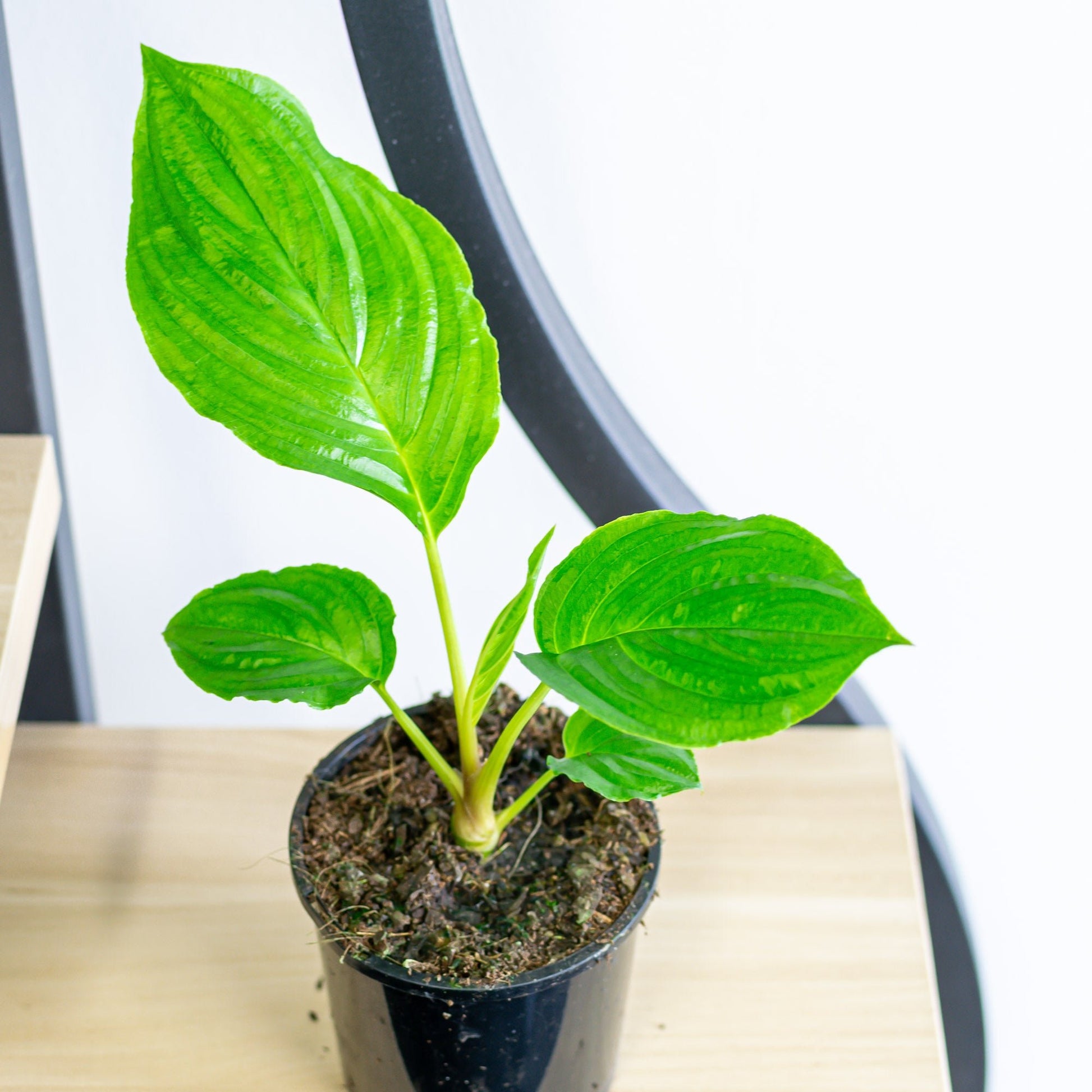 Tacca Black Bat Plant | The Plant Boys