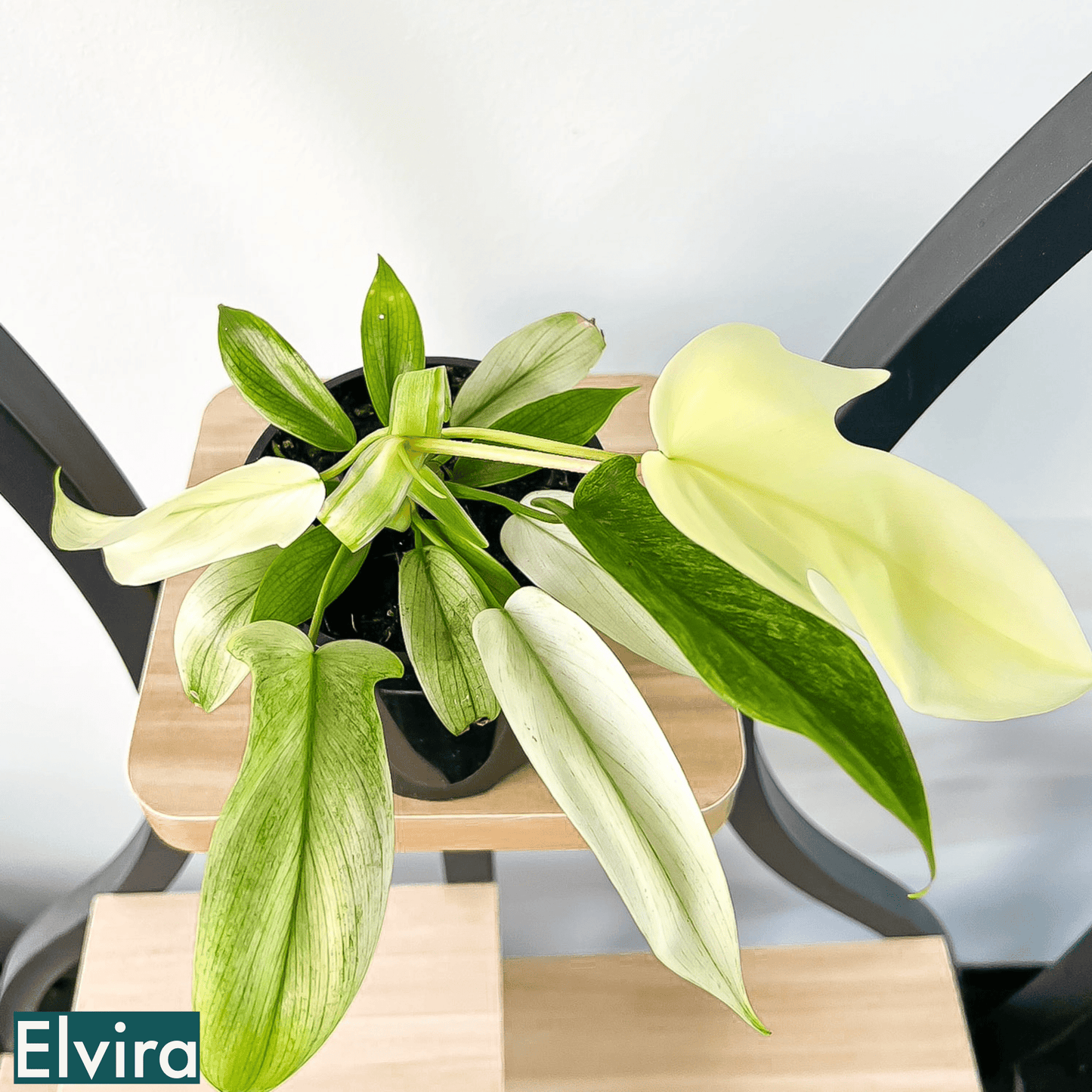 Philodendron Florida Ghost | The Plant Boys