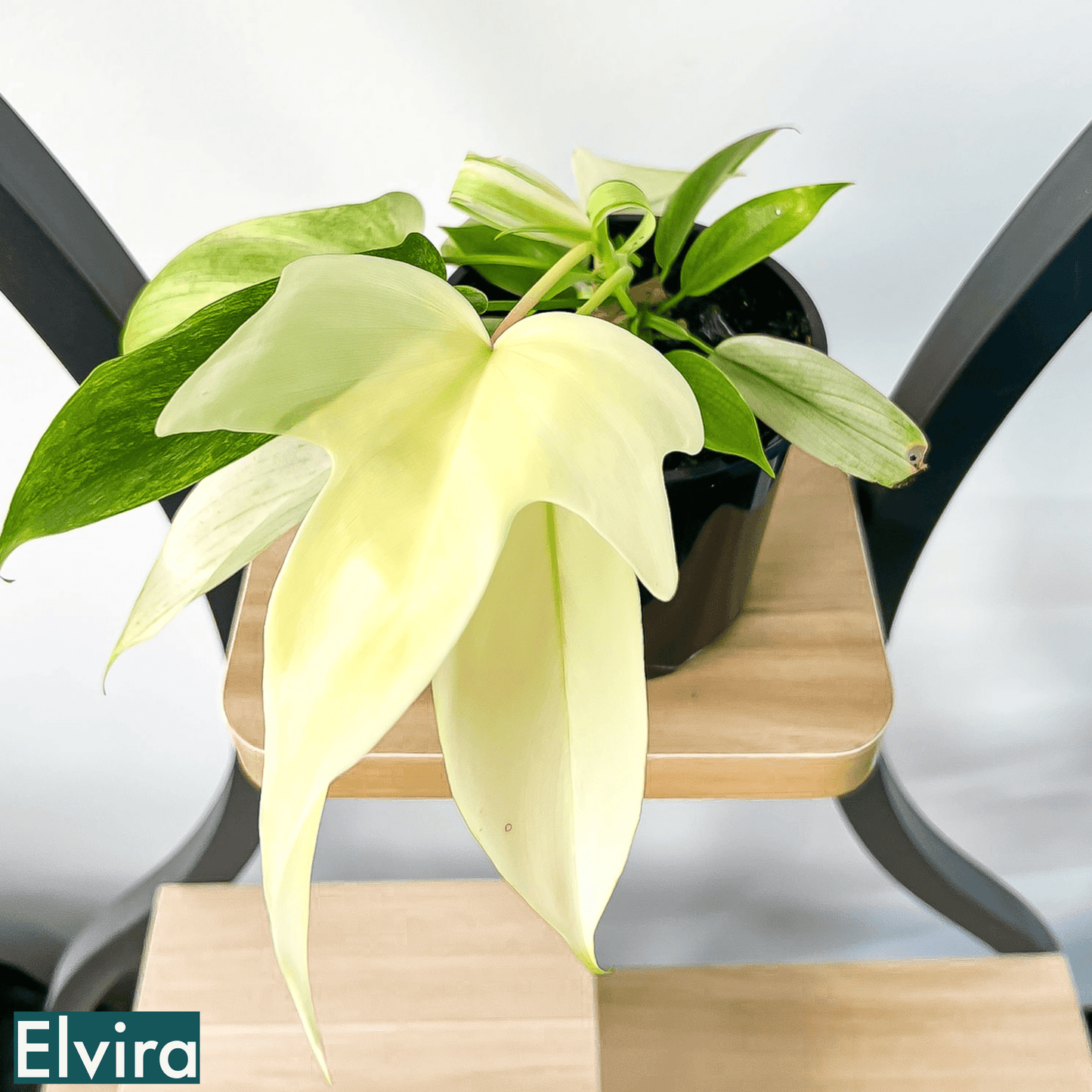 Philodendron Florida Ghost | The Plant Boys