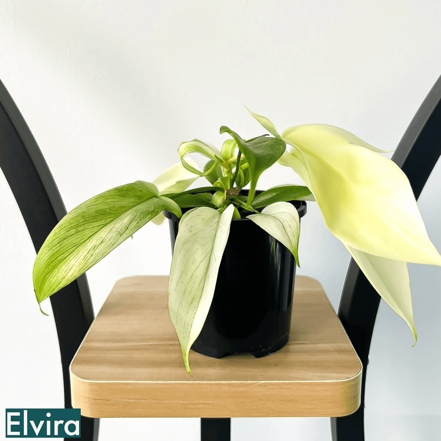 Philodendron Florida Ghost | The Plant Boys