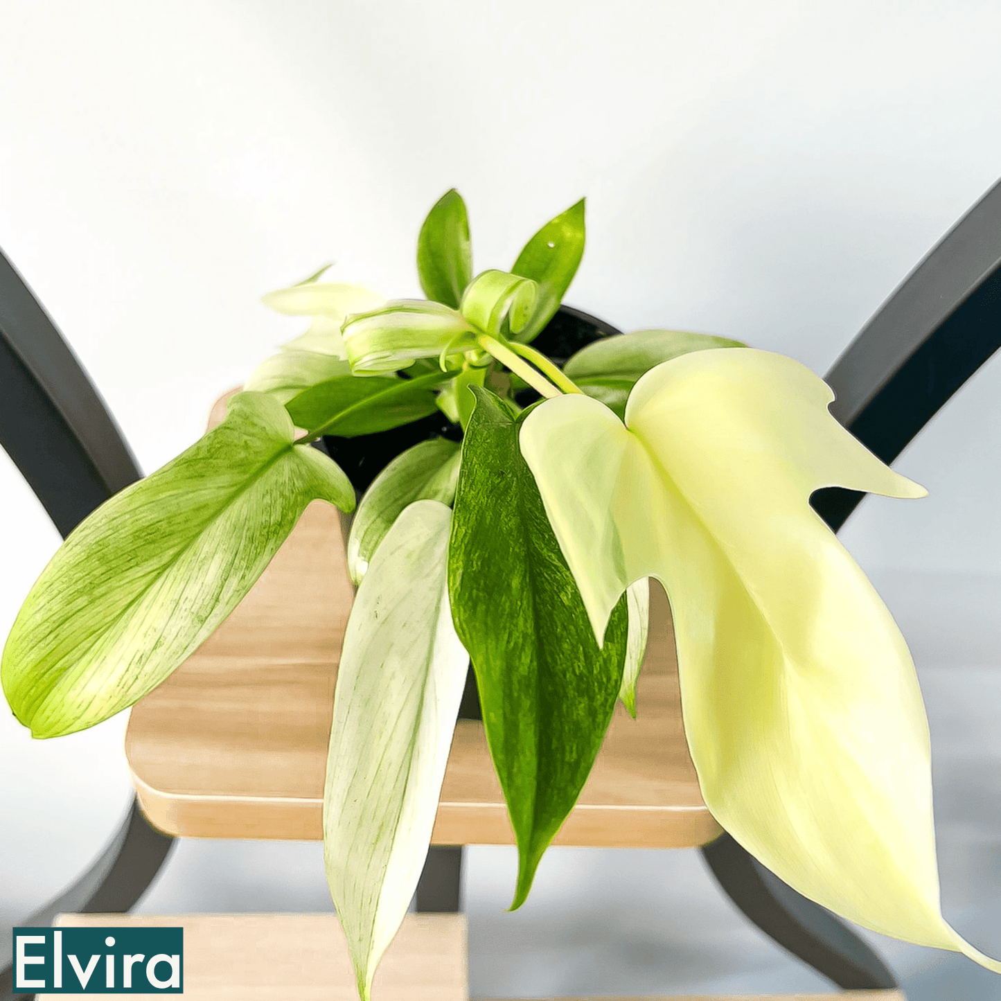 Philodendron Florida Ghost | The Plant Boys