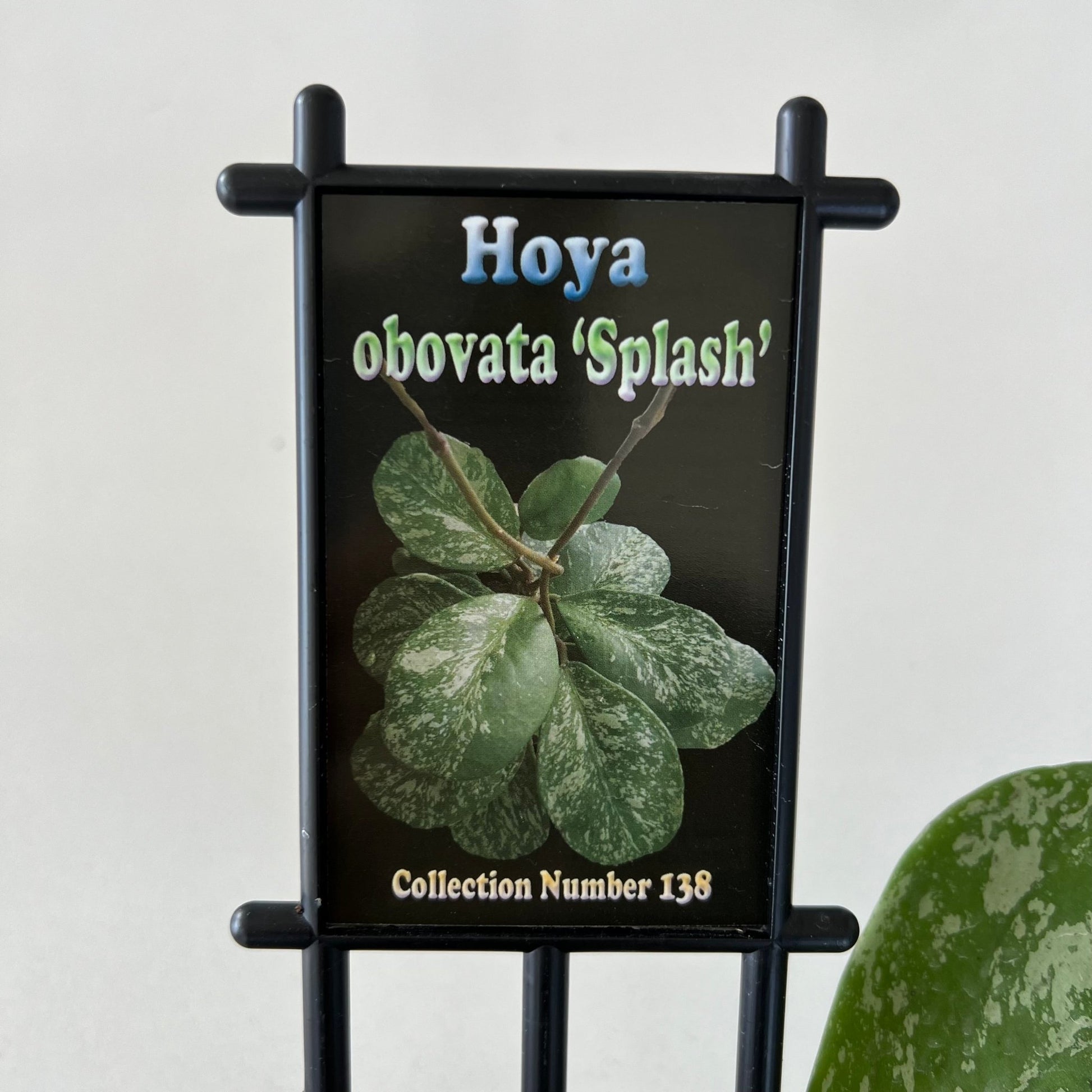 Hoya Obovata Splash | The Plant Boys