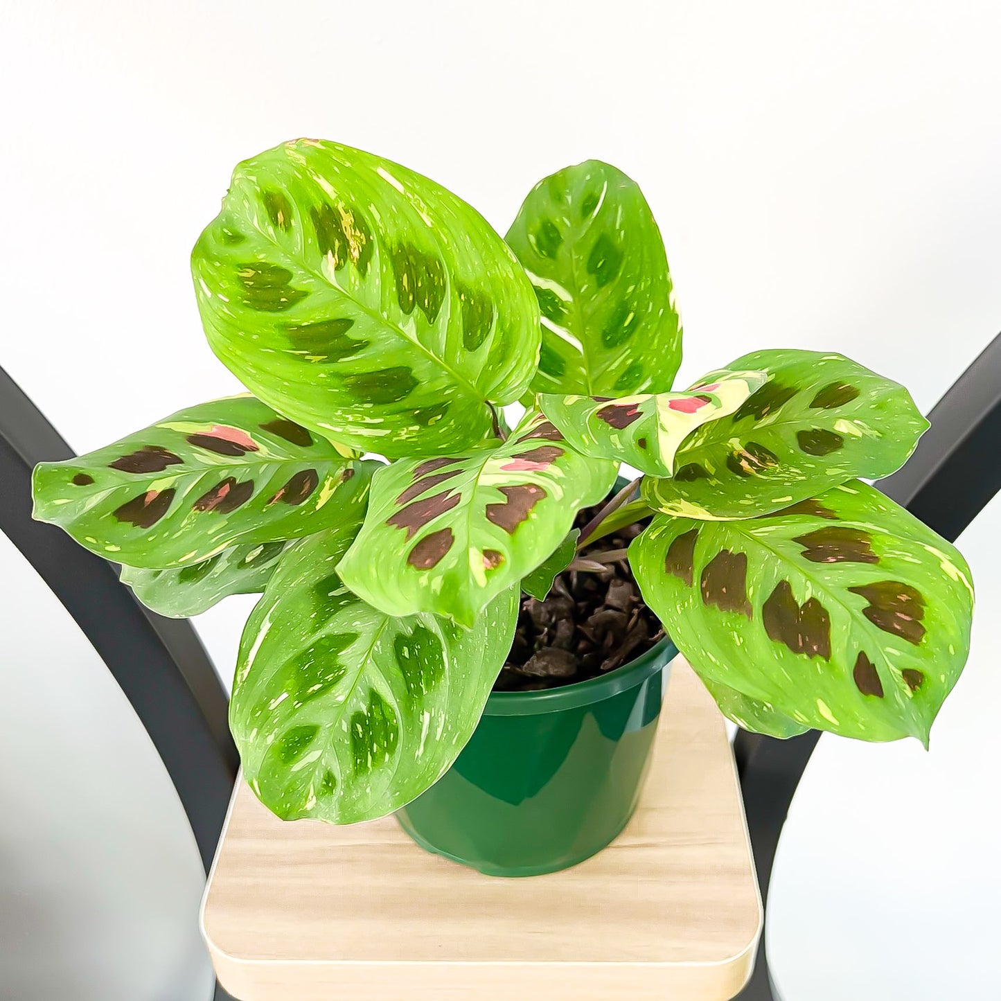 Maranta Variegated