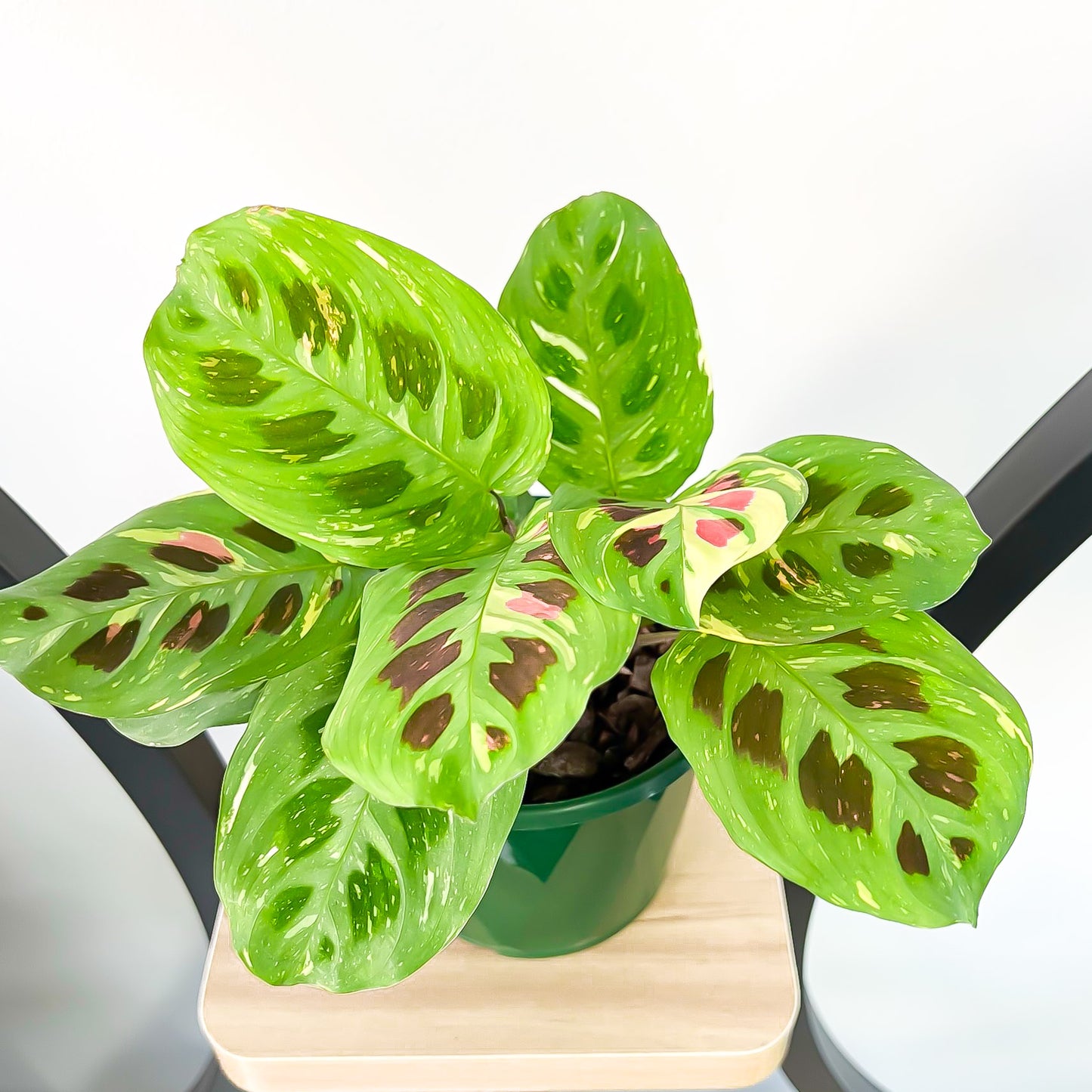 Maranta Variegated