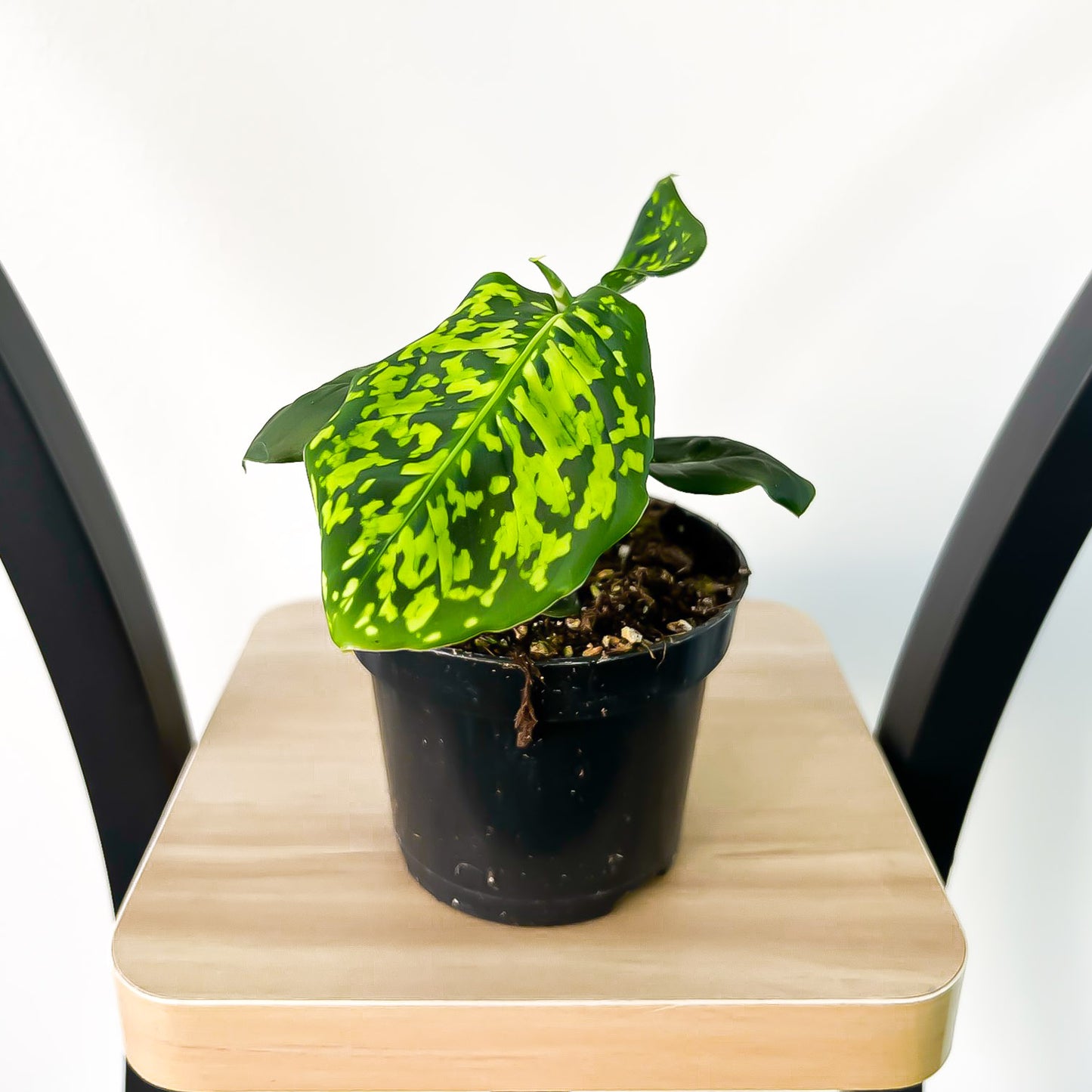 Dieffenbachia Reflector | The Plant Boys