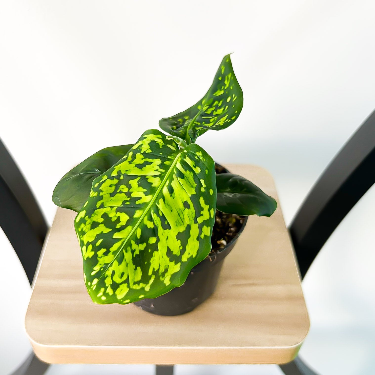 dieffenbachia seguine reflector Dieffenbachia Reflector – The Plant Boys