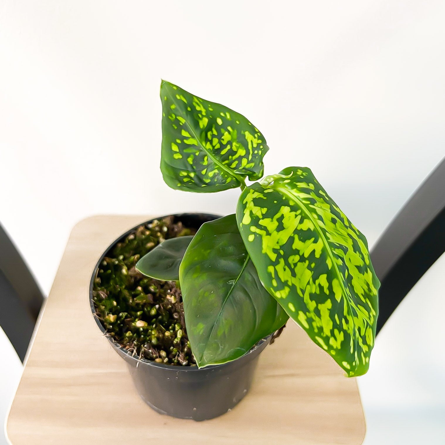 Dieffenbachia Reflector | The Plant Boys