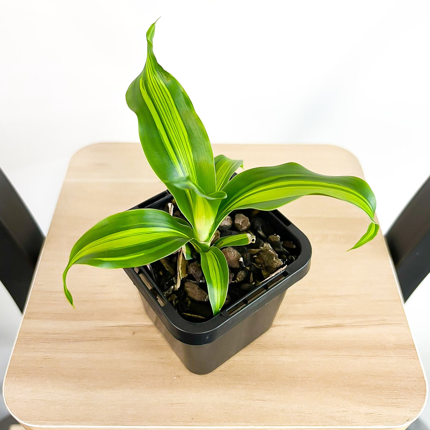 dracaena happy plant care Dracaena Gold Cord Happy Plant – The Plant Boys