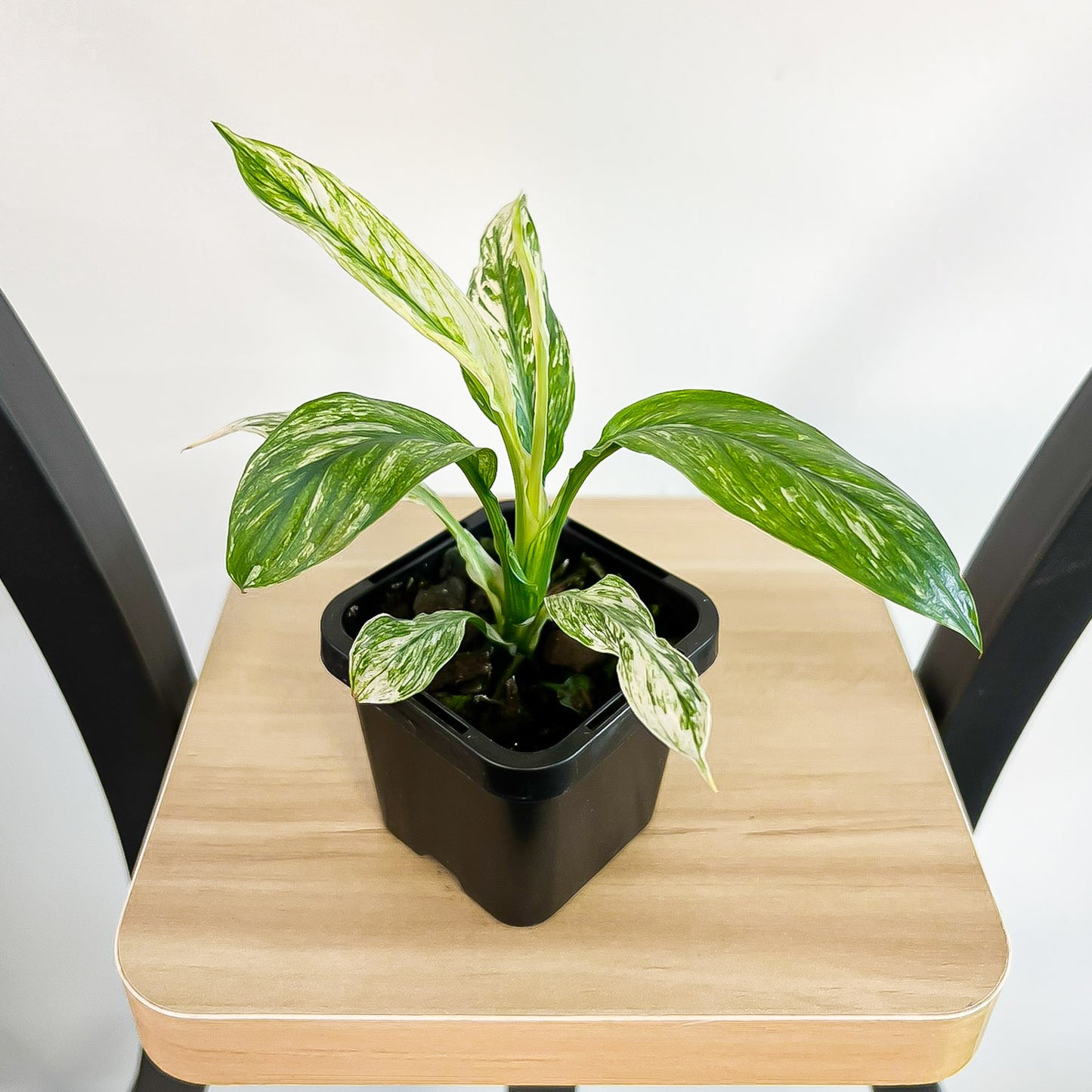 Spathiphyllum Sensation Variegata Peace Lily