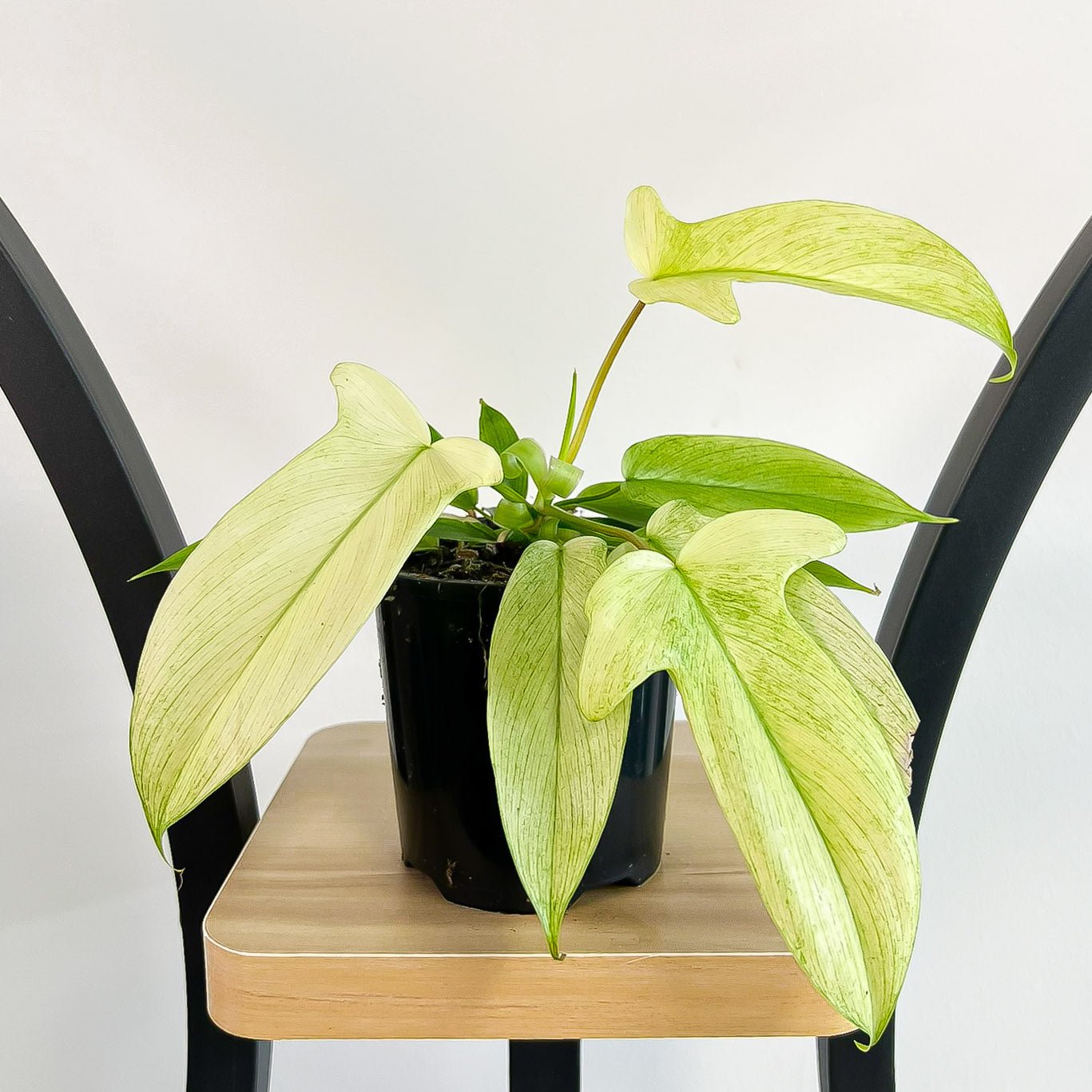 Philodendron Florida Ghost | The Plant Boys