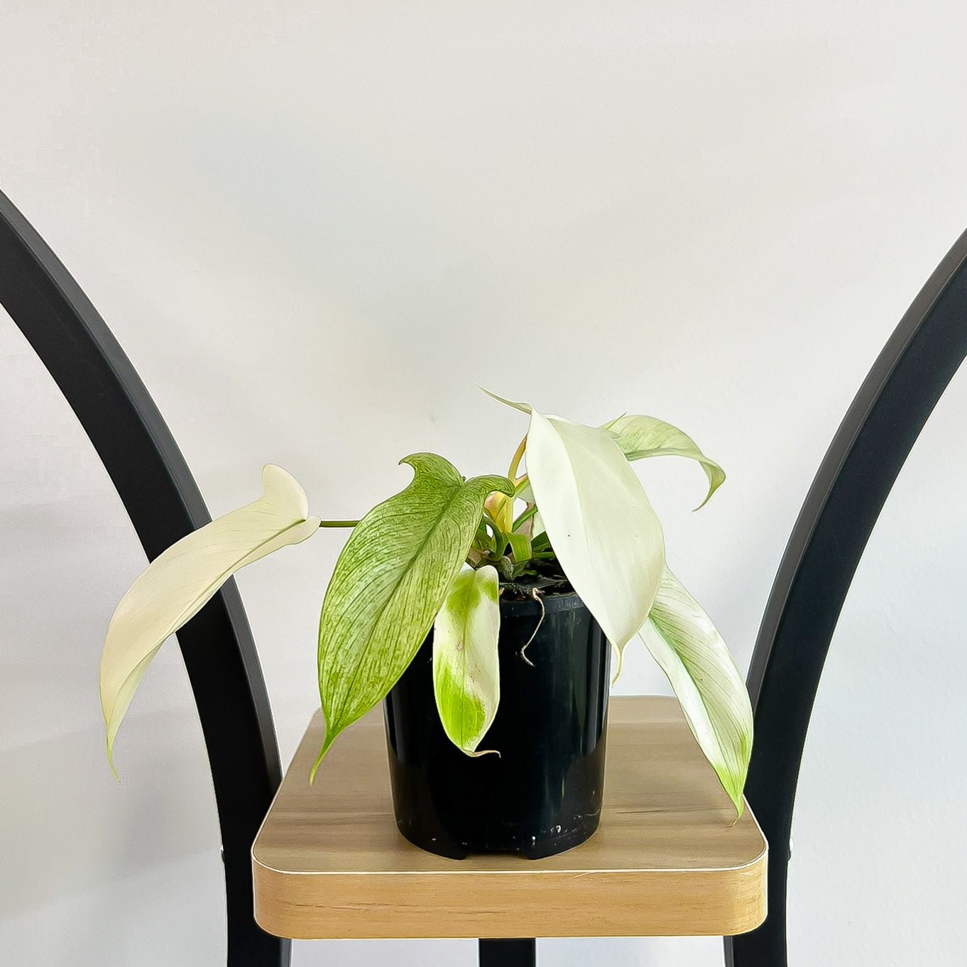 Philodendron Florida Ghost | The Plant Boys