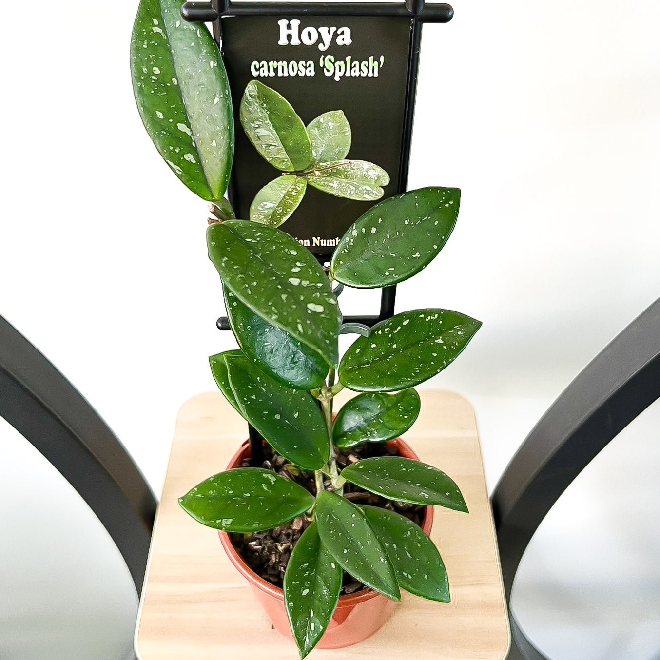 Hoya Carnosa Splash | The Plant Boys