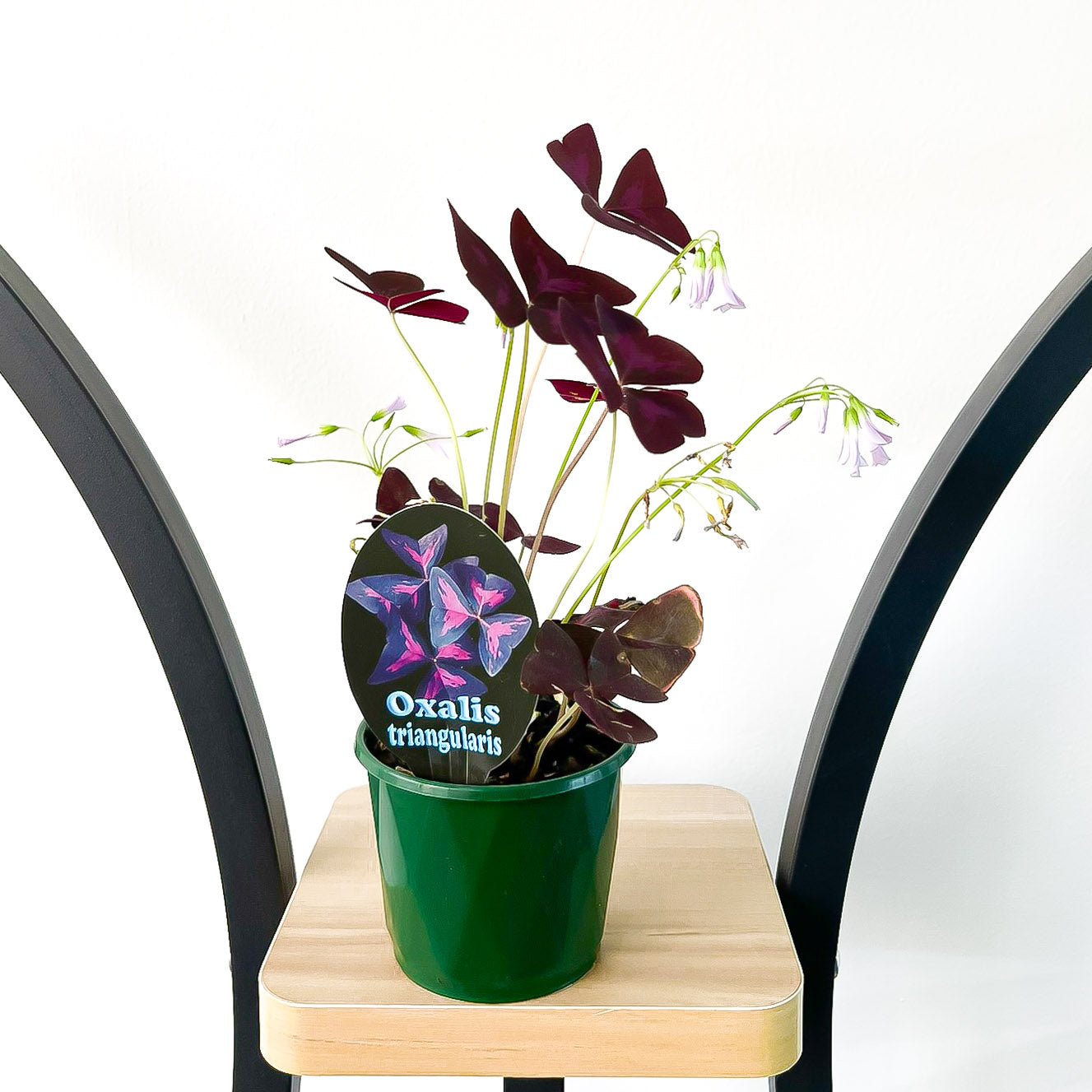 Oxalis Triangularis | The Plant Boys