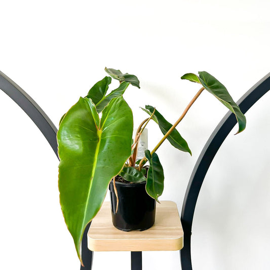 Philodendron Billietiae | The Plant Boys