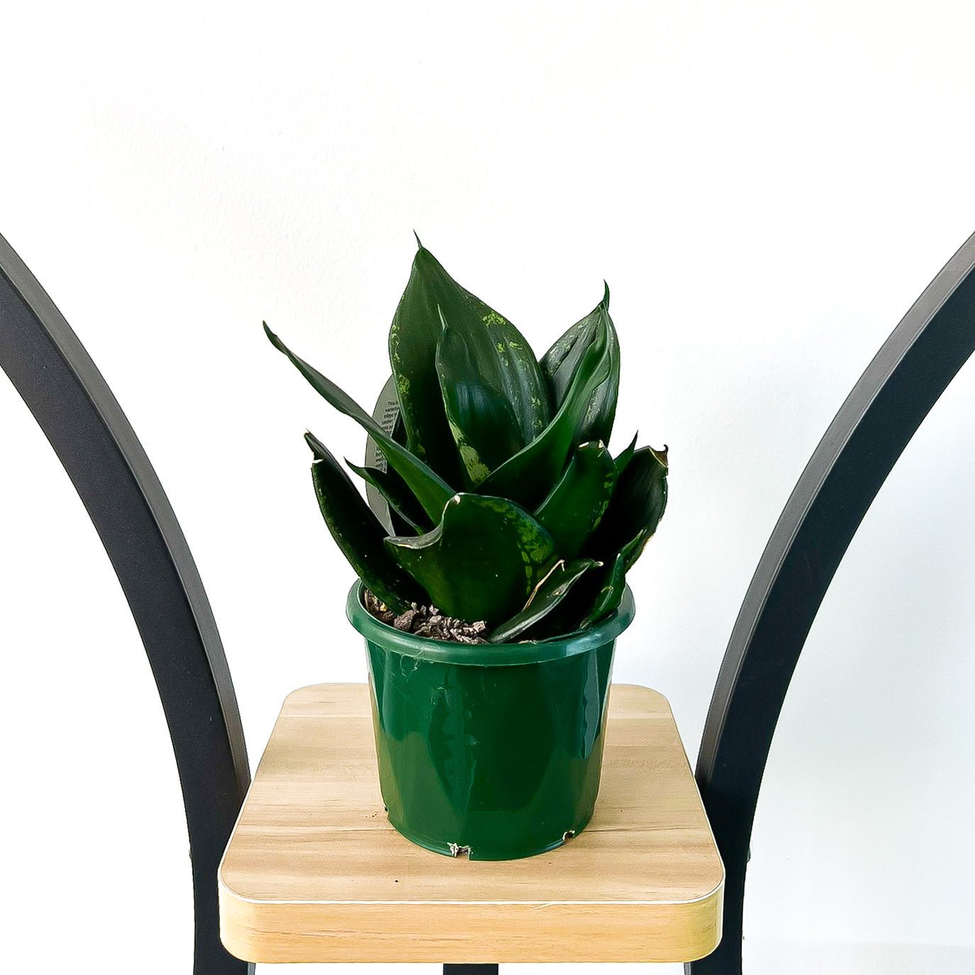 Sansevieria Whitney Hahnii | The Plant Boys