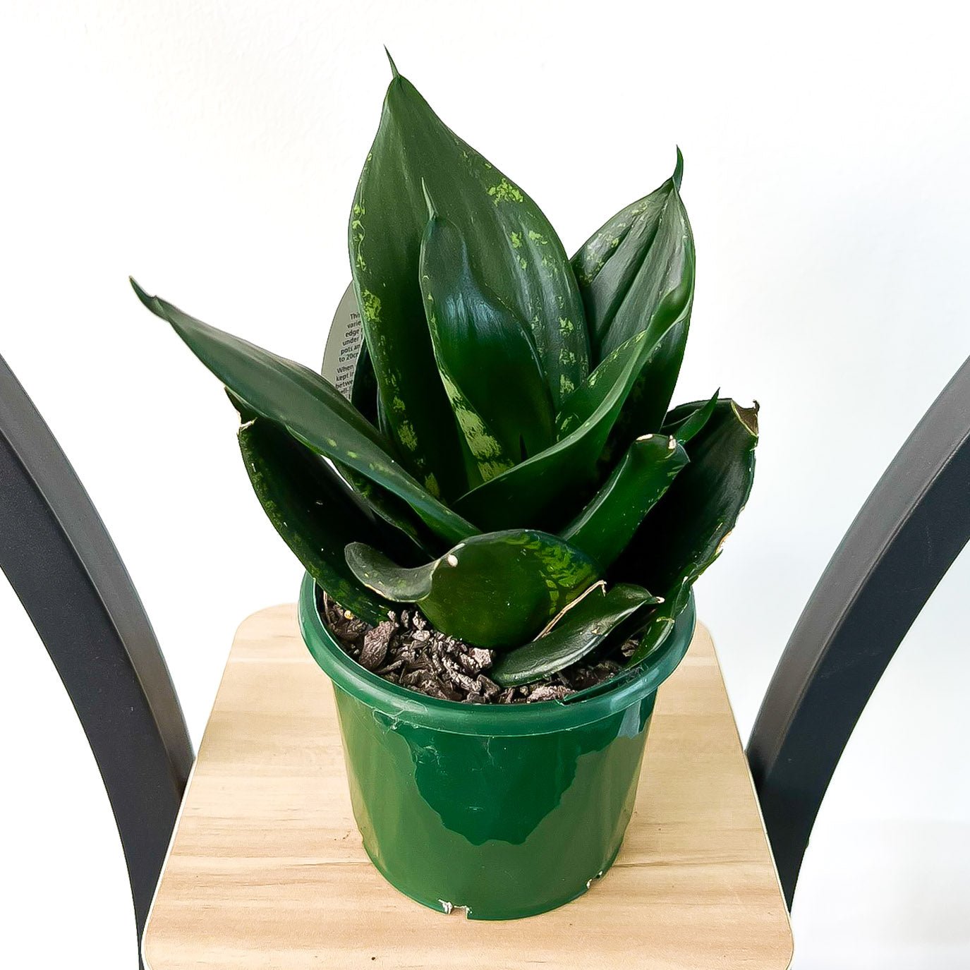 Sansevieria Whitney Hahnii | The Plant Boys