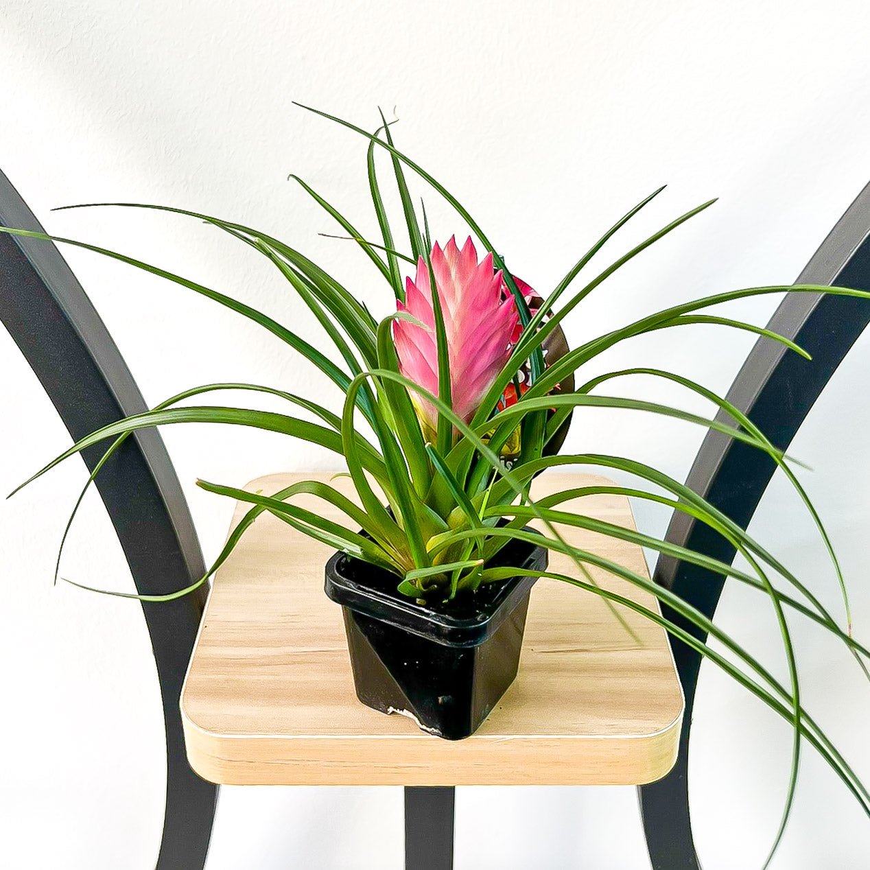 Tillandsia Cyanea Pink Quill | The Plant Boys
