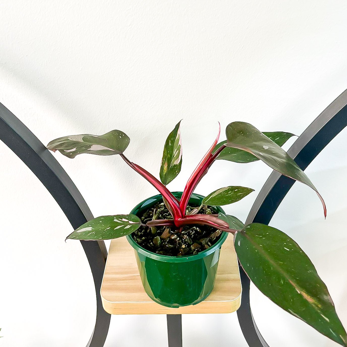 Philodendron Pink Princess | The Plant Boys