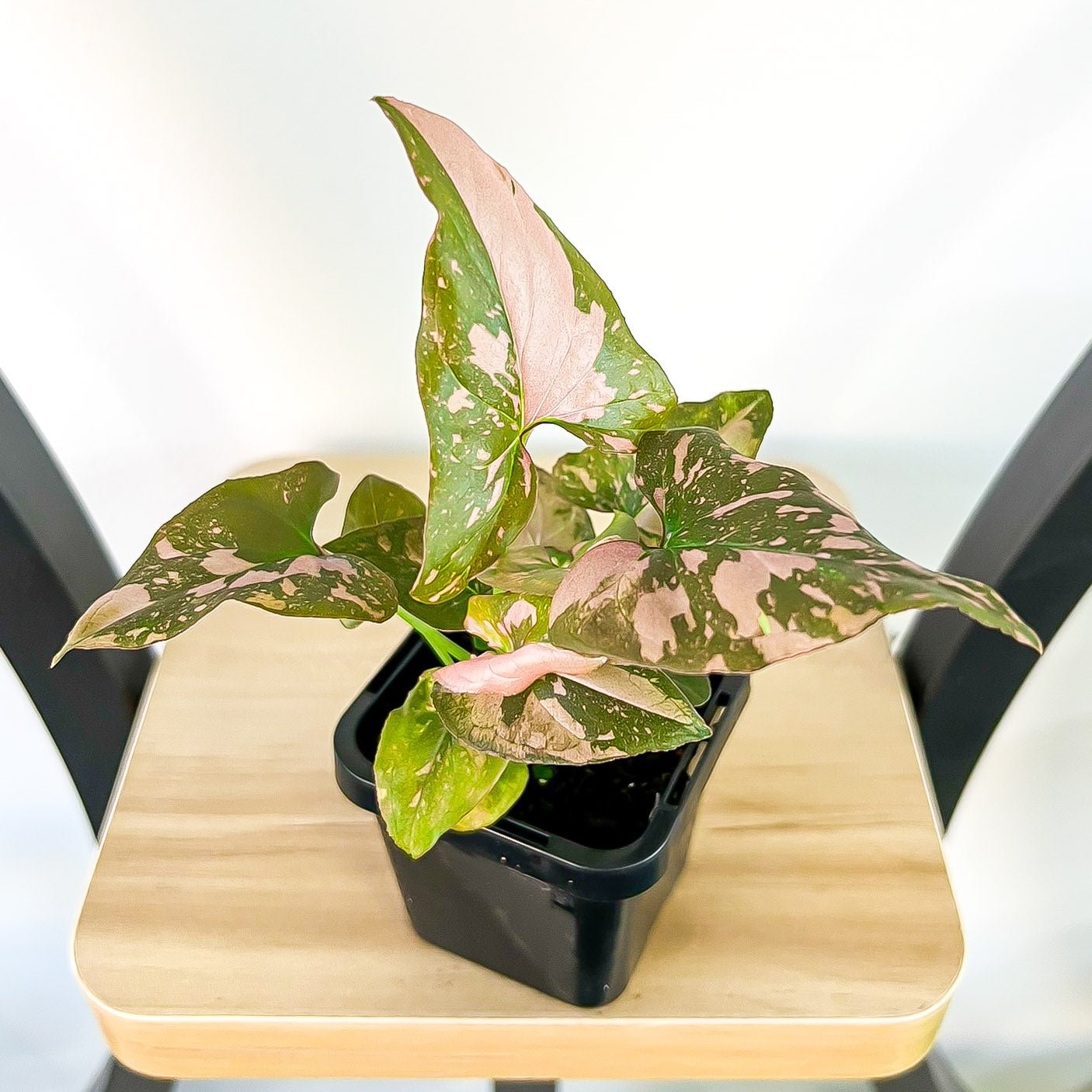 Syngonium Pink Passion | The Plant Boys