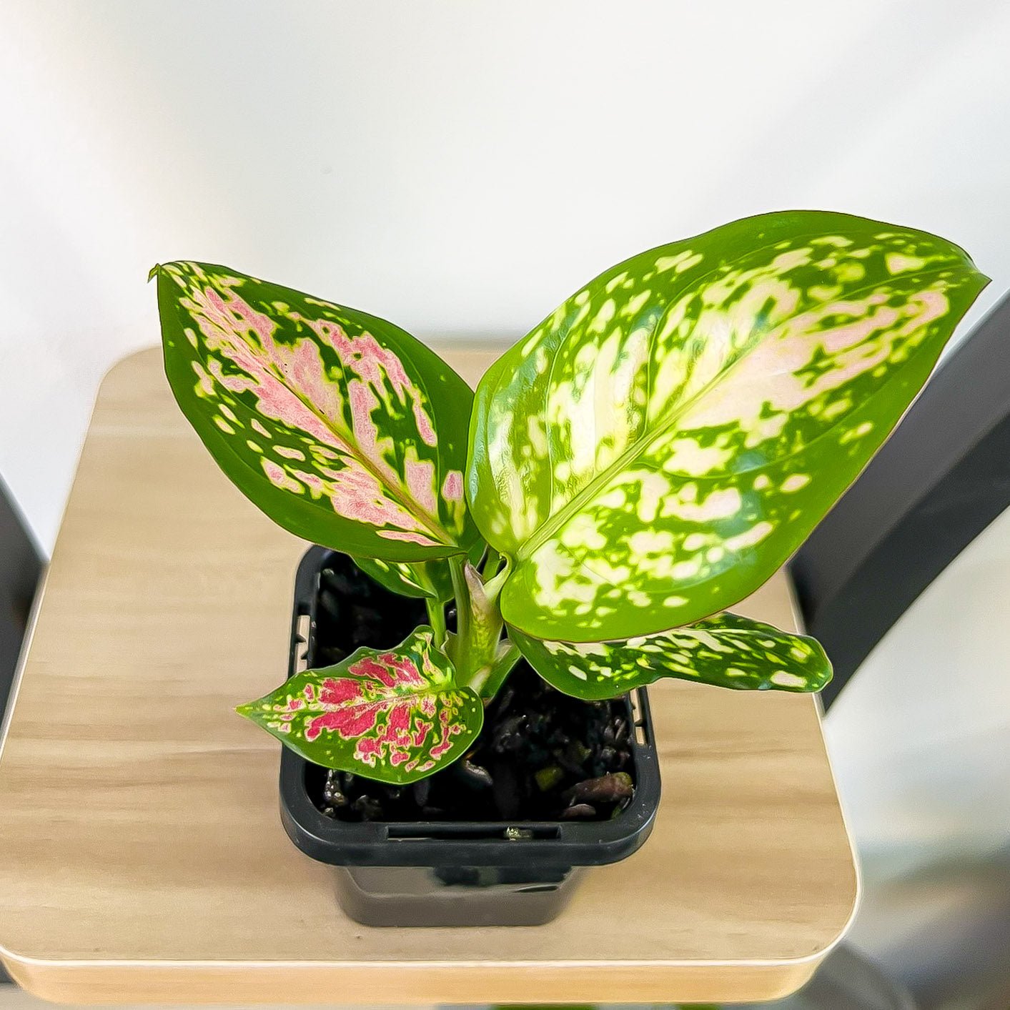 Aglaonema Beauty | The Plant Boys