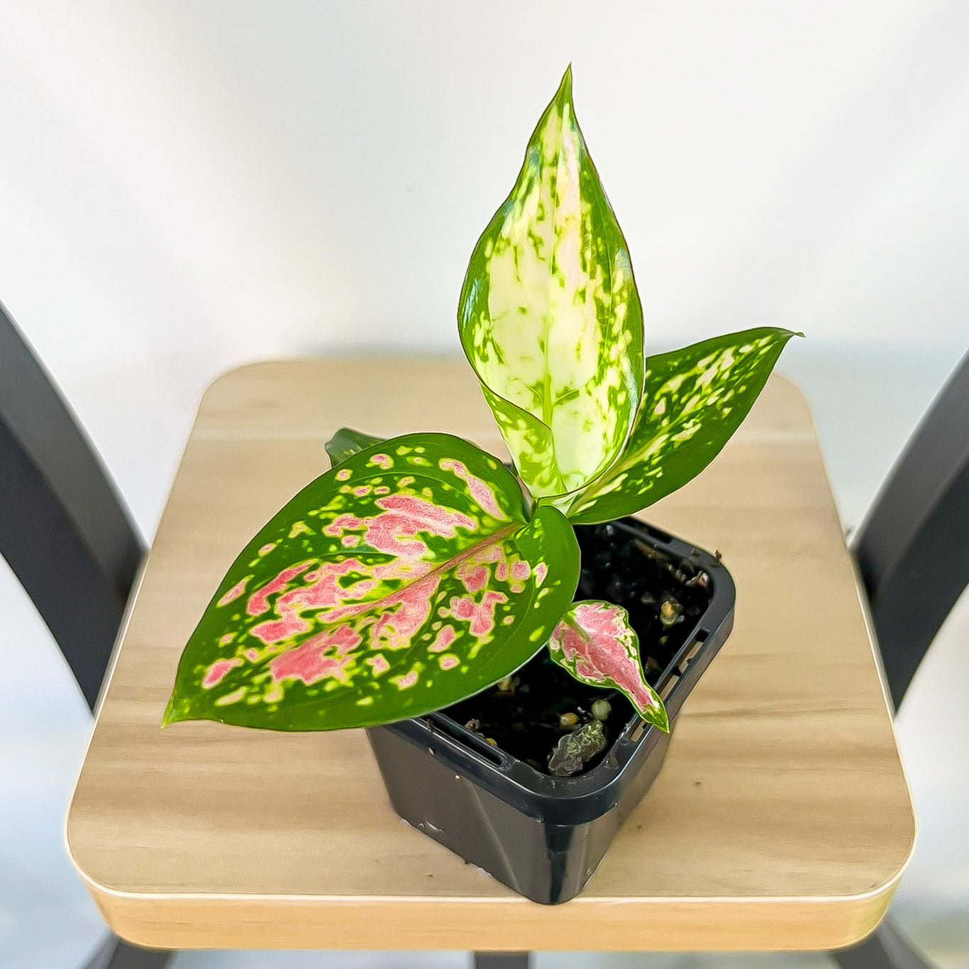 Aglaonema Beauty | The Plant Boys