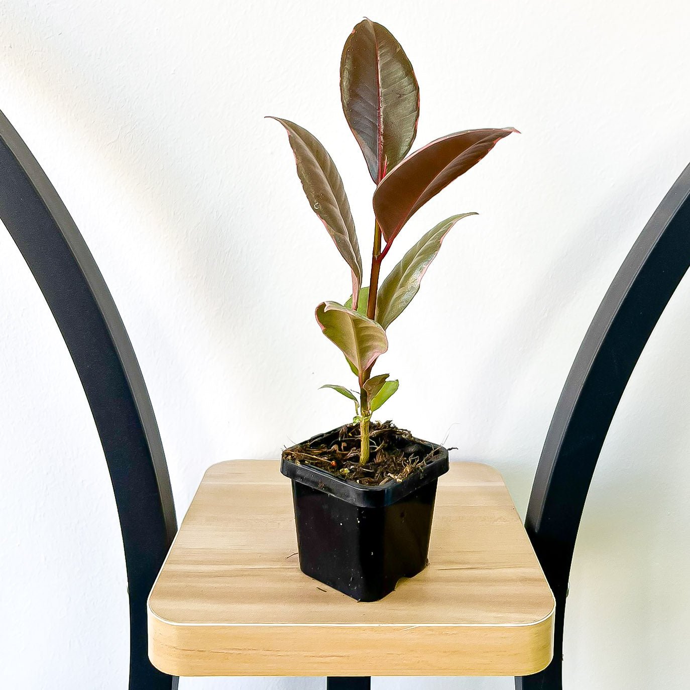 Ficus Elastica Tineke | The Plant Boys