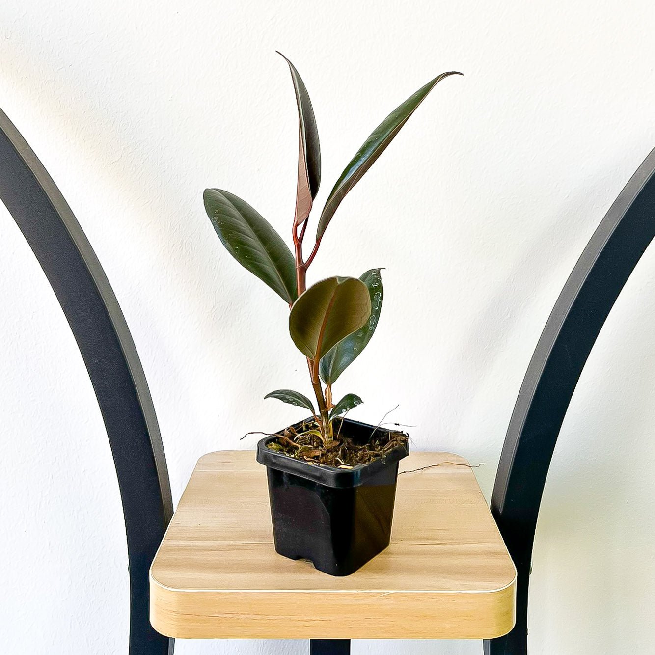 Ficus Elastica Burgundy | The Plant Boys